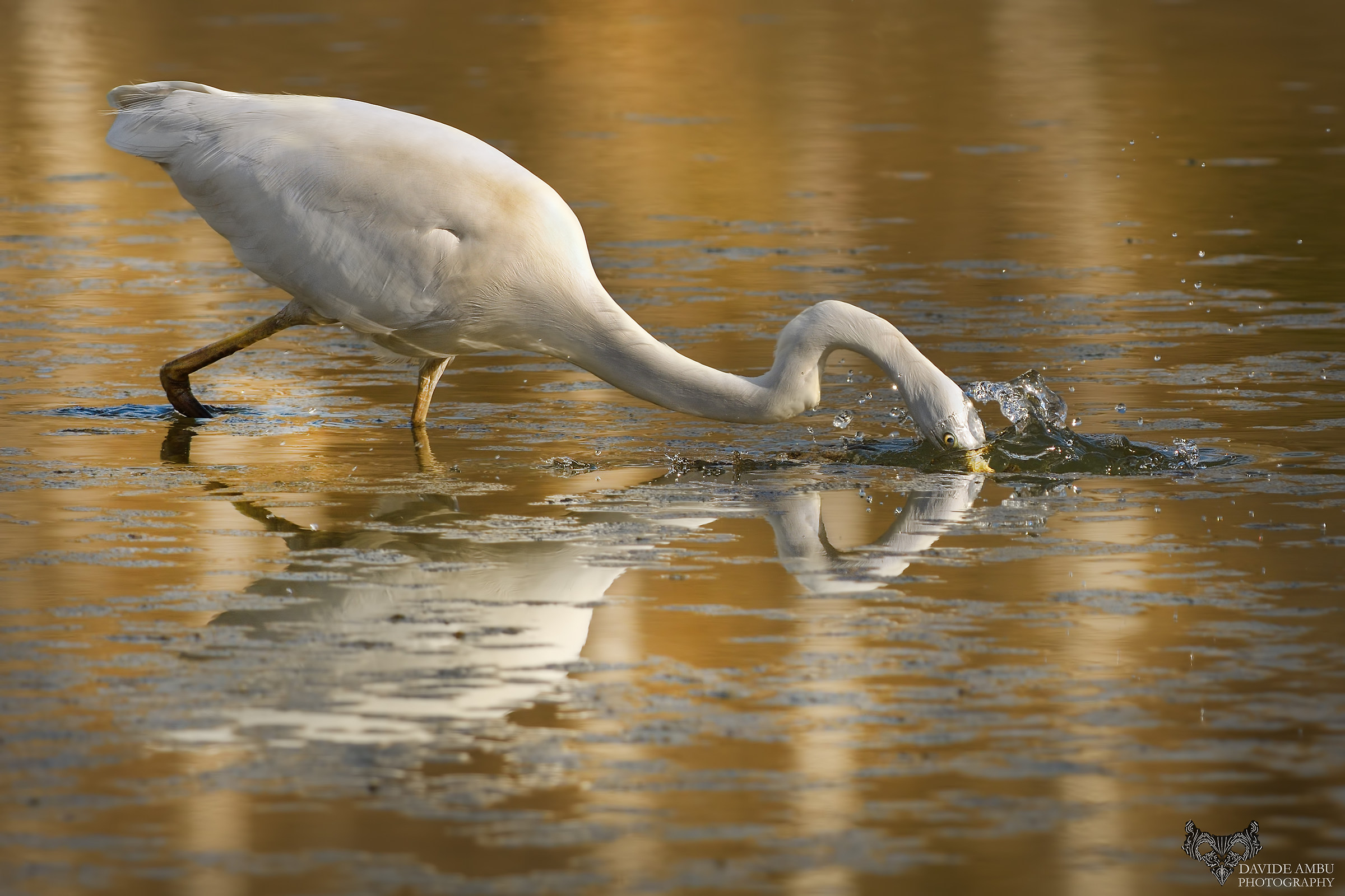 Big White Heron - Ardea Alba