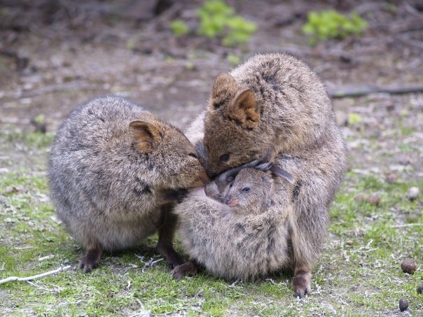 Quokka