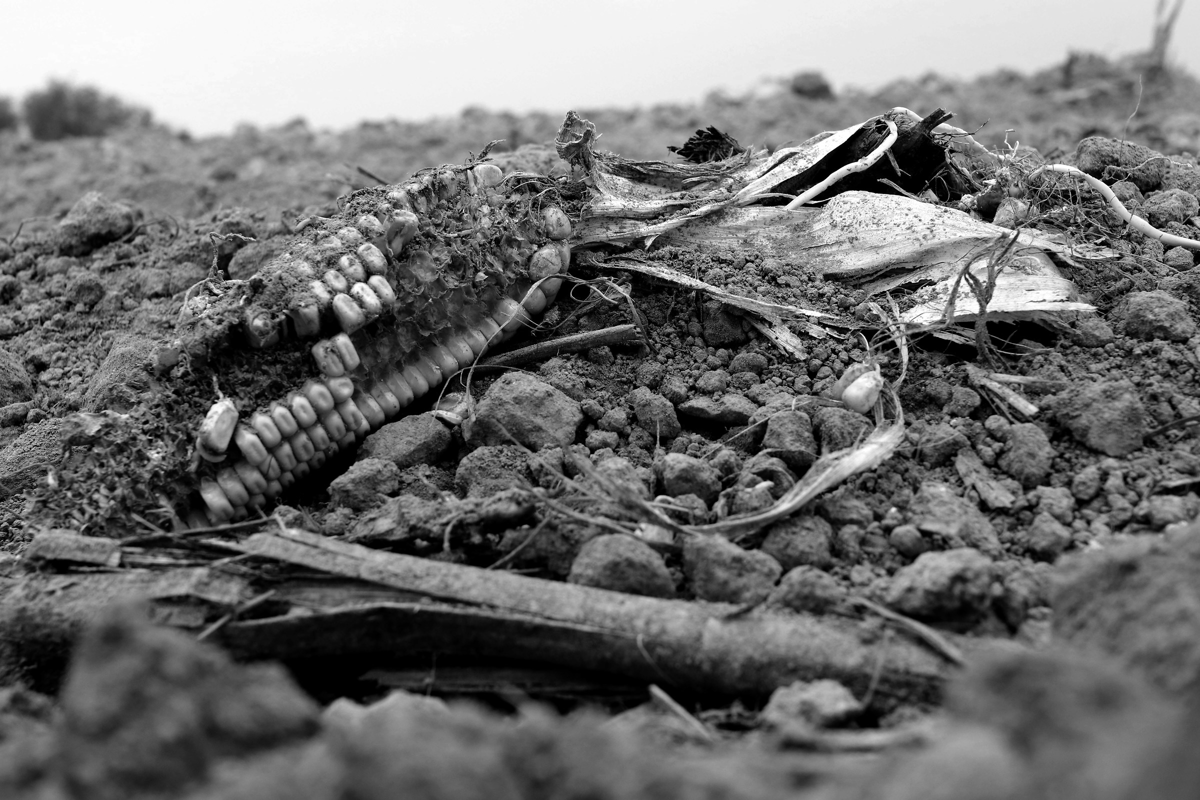 difetti di trebbiatura