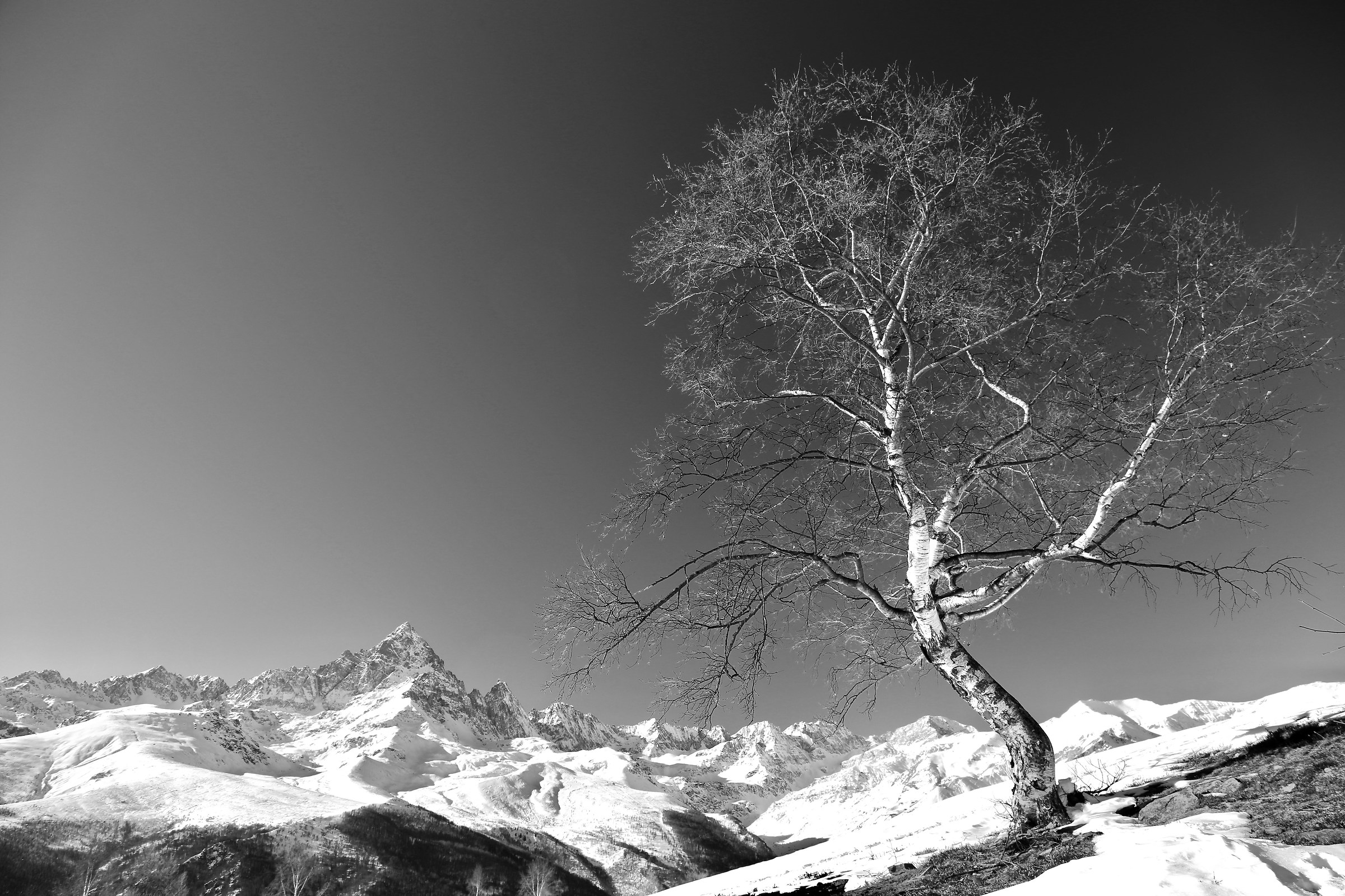 La betulla del Pian del Charm (Ostana)