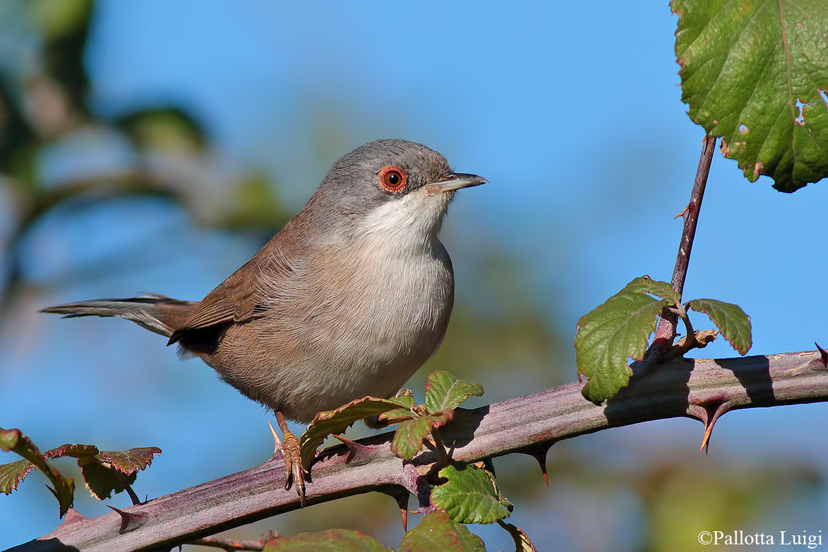 Eyeball (Sylvia melanocephala)