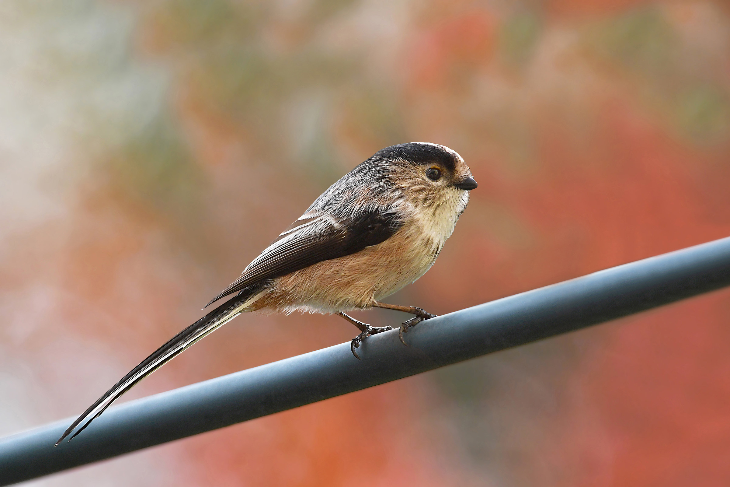 Feather stories (Codibugnolo)