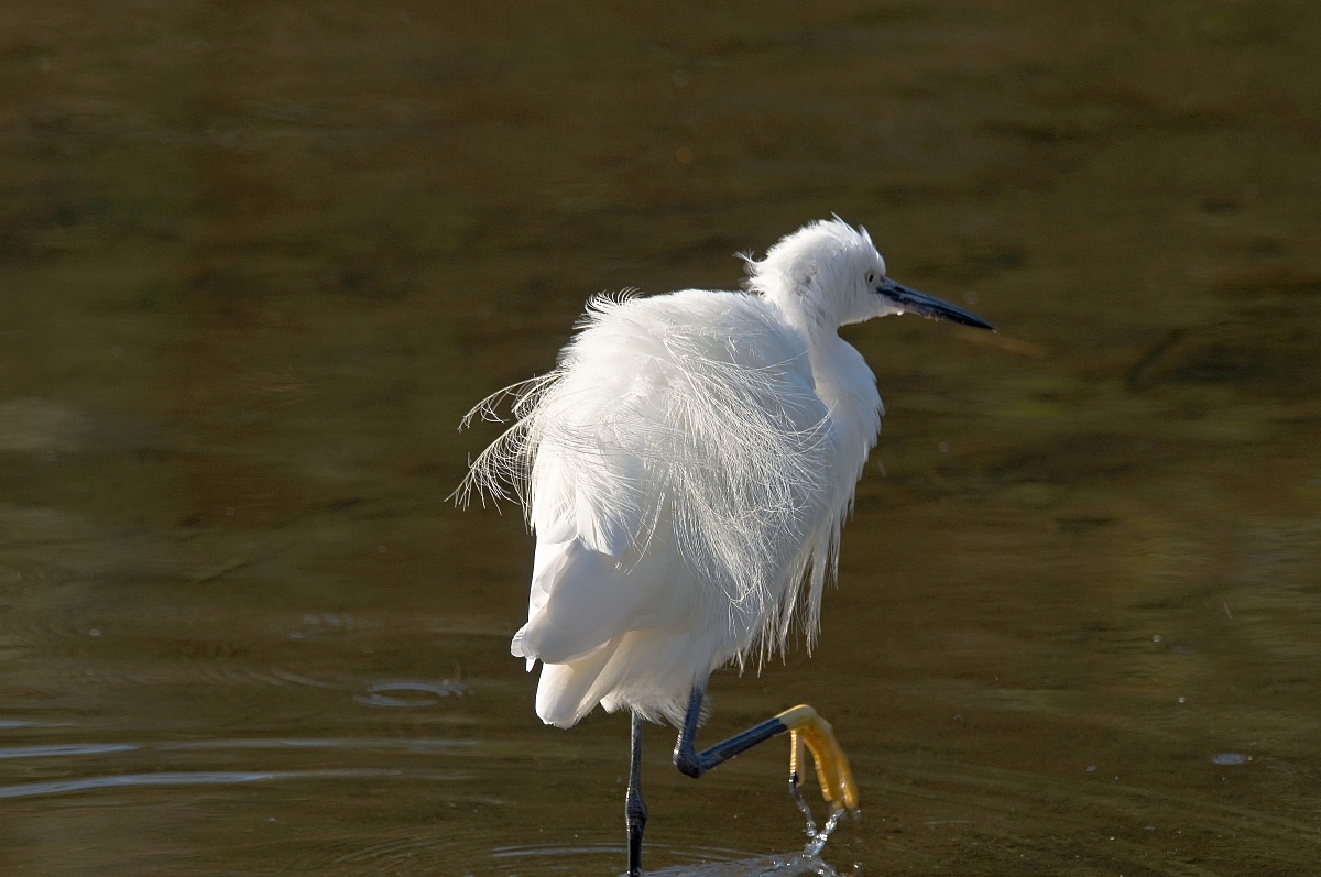 A sgrullatina shoulders ..