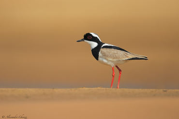 Vanellus cayanus