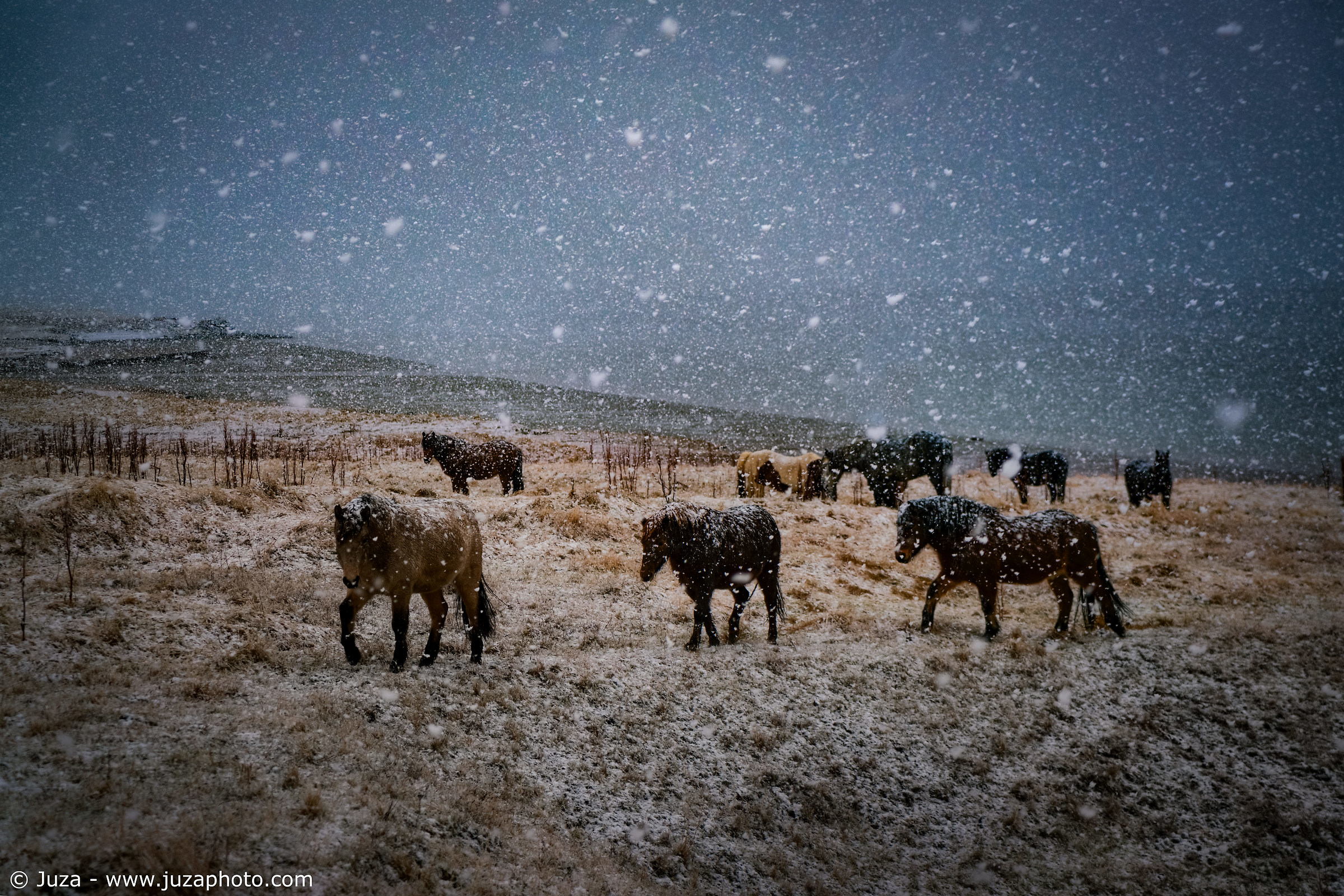 Horses in the snow