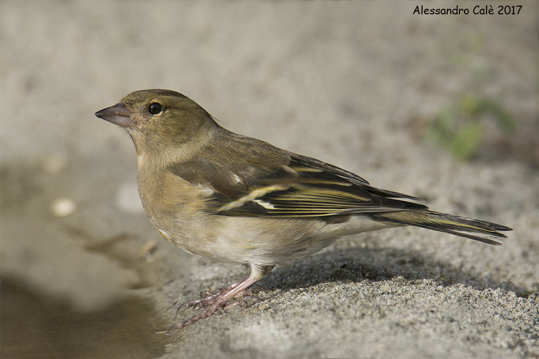 Fringilla coelebs (Fringuello F) 3895