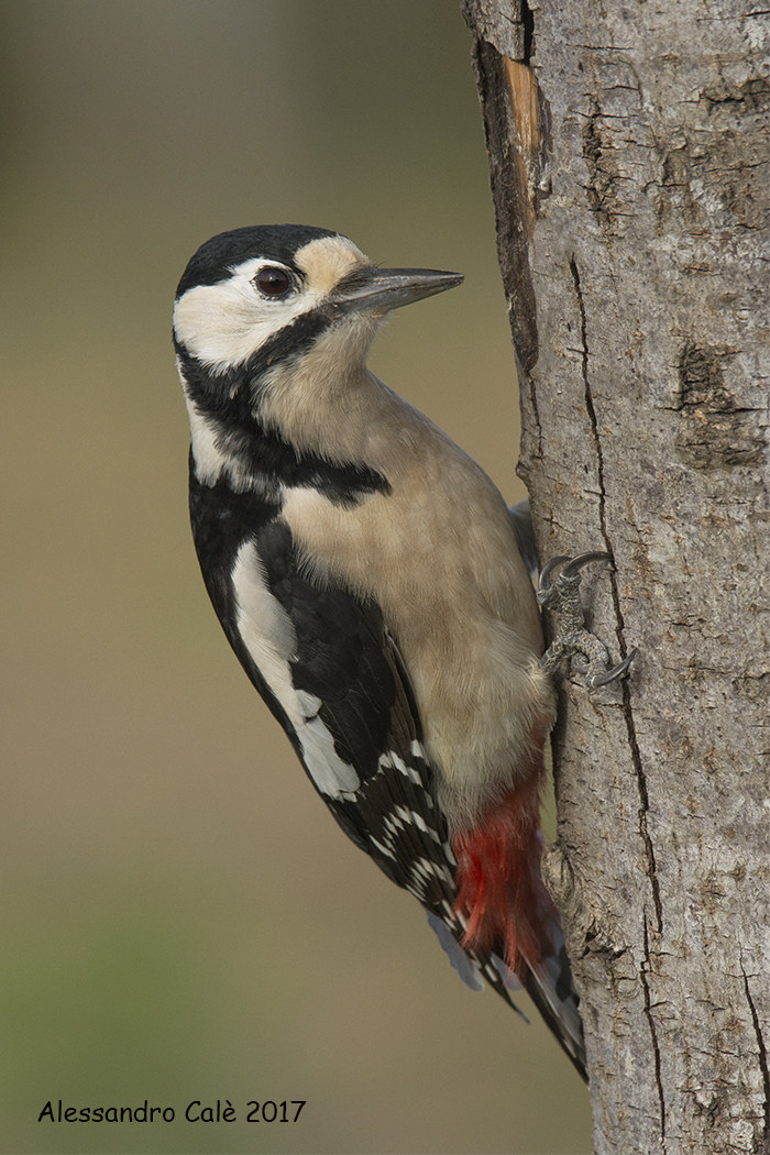 Dendrocopos major (Big Red Woodpecker F) 3985