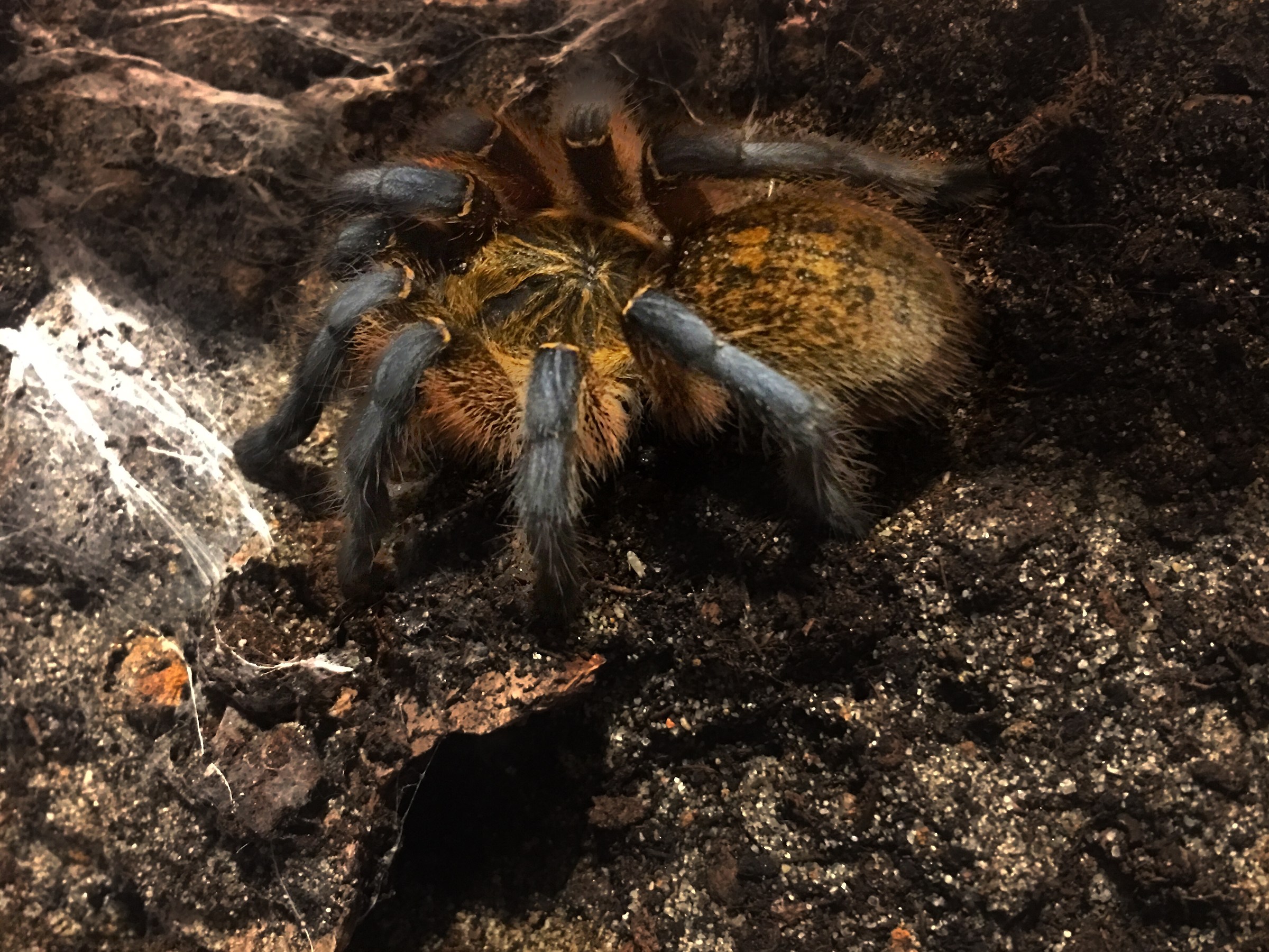 Harpactira pulchripes