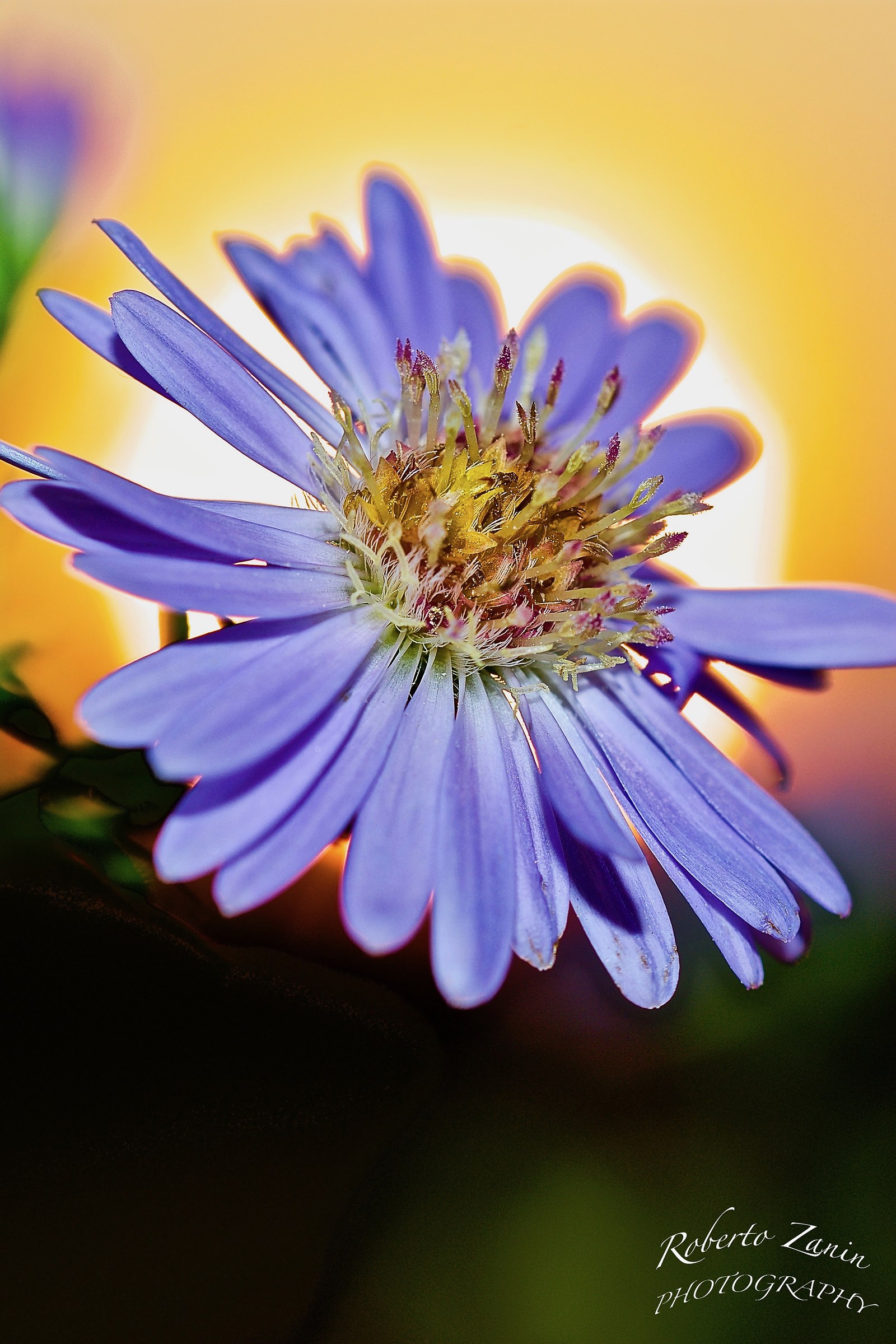 Blossoms ... at sunset