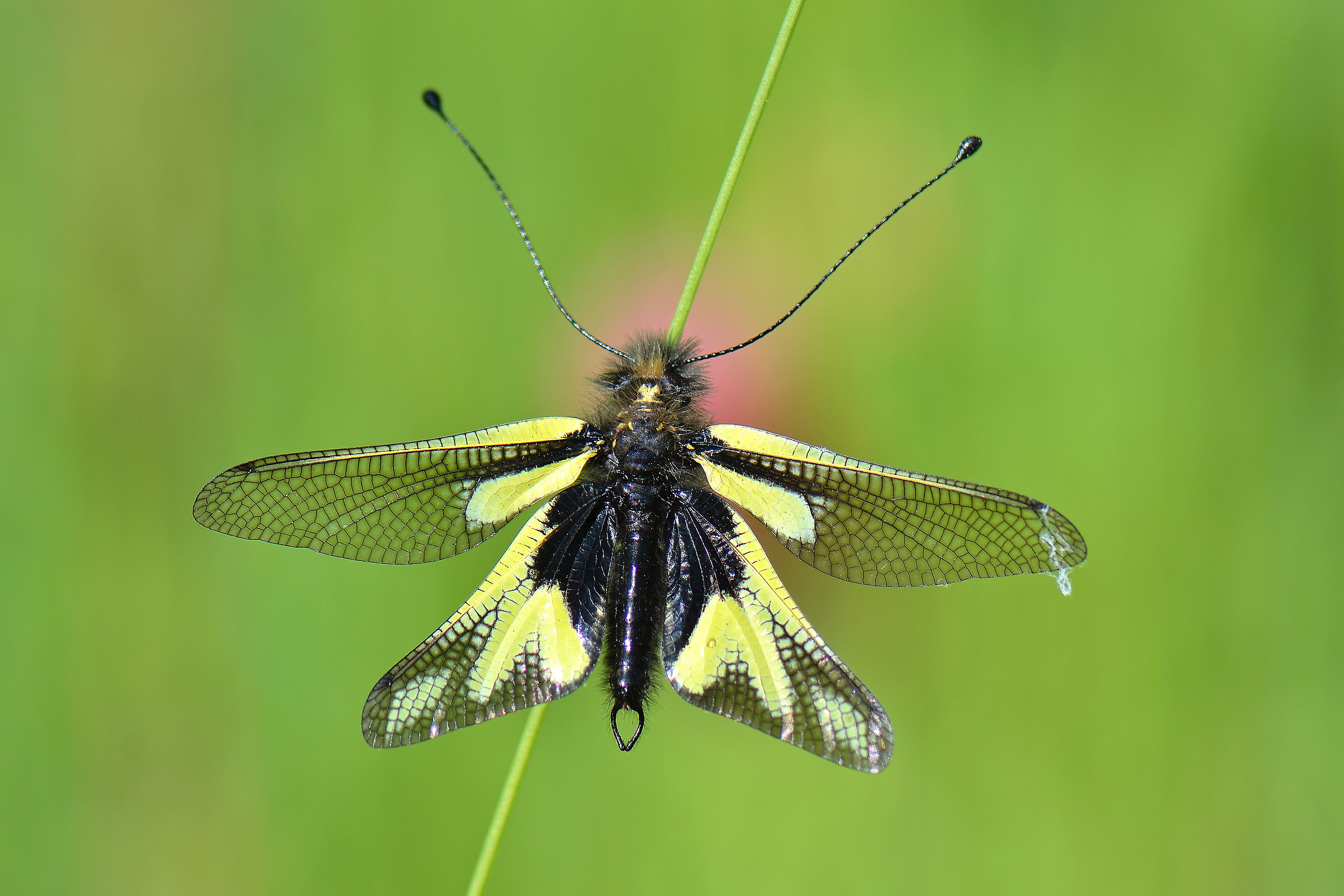 Libelloides coccajus