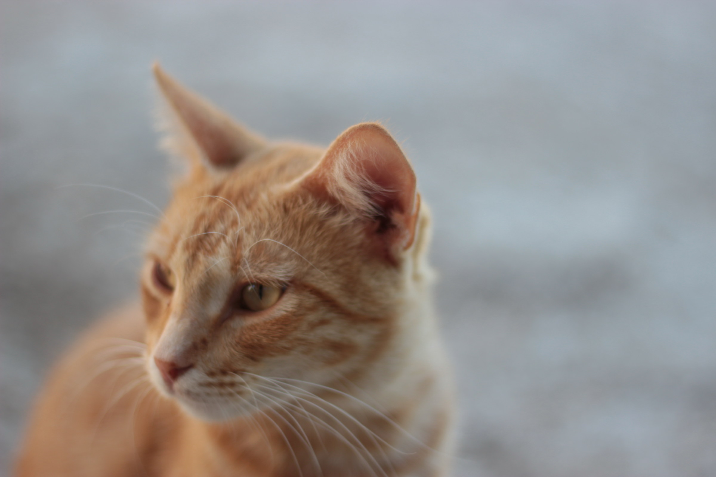 The thought of the cat