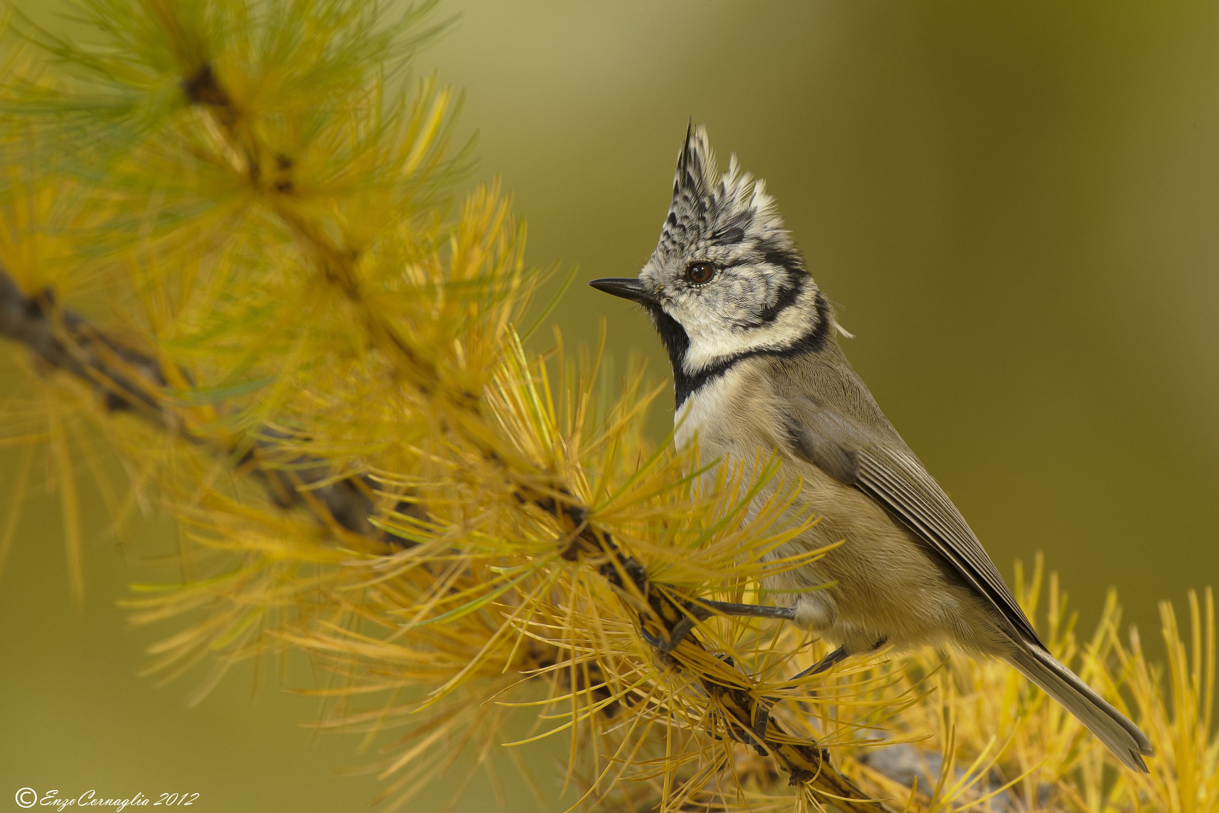 Crested Tit