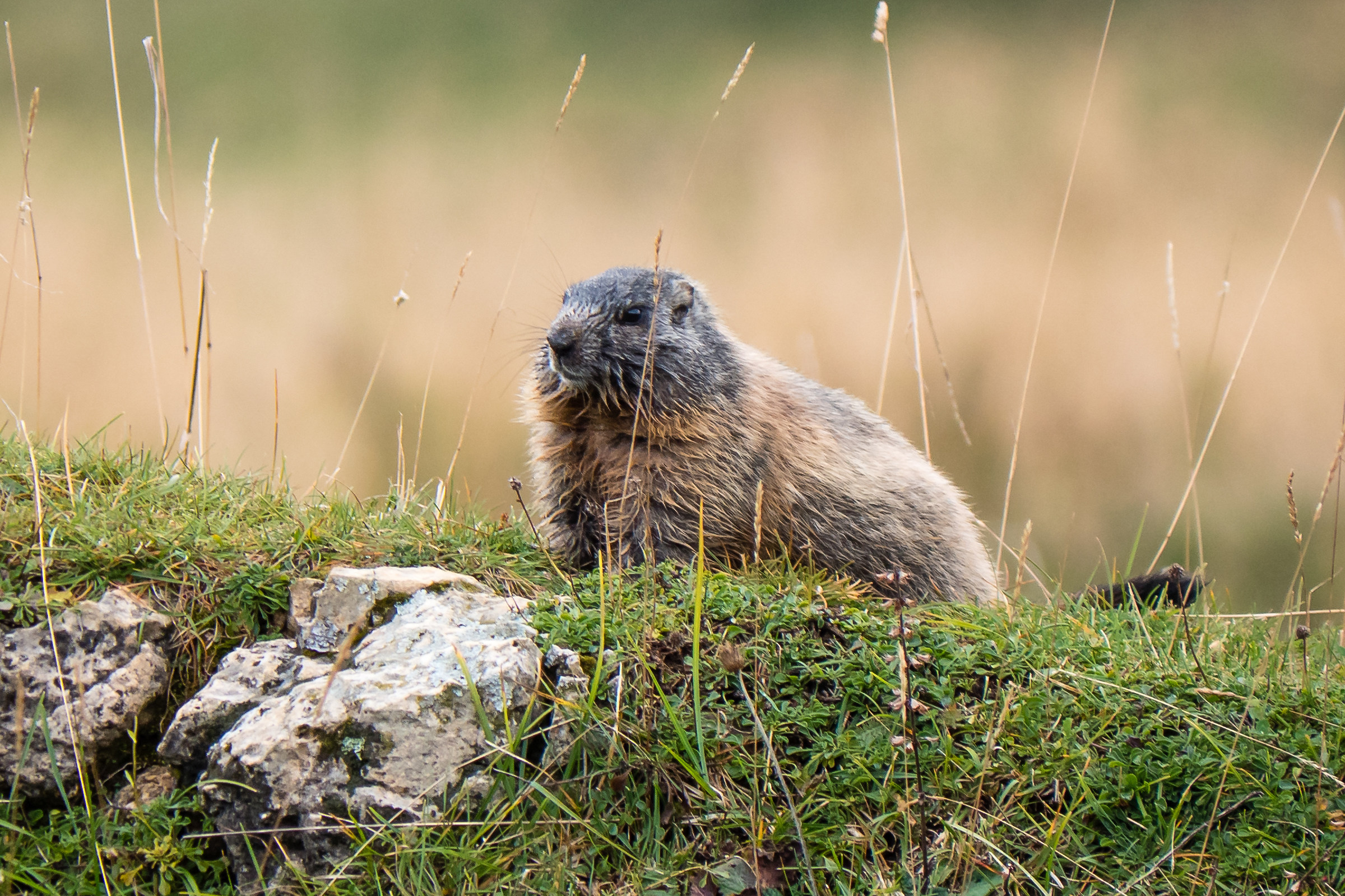 Marmotta
