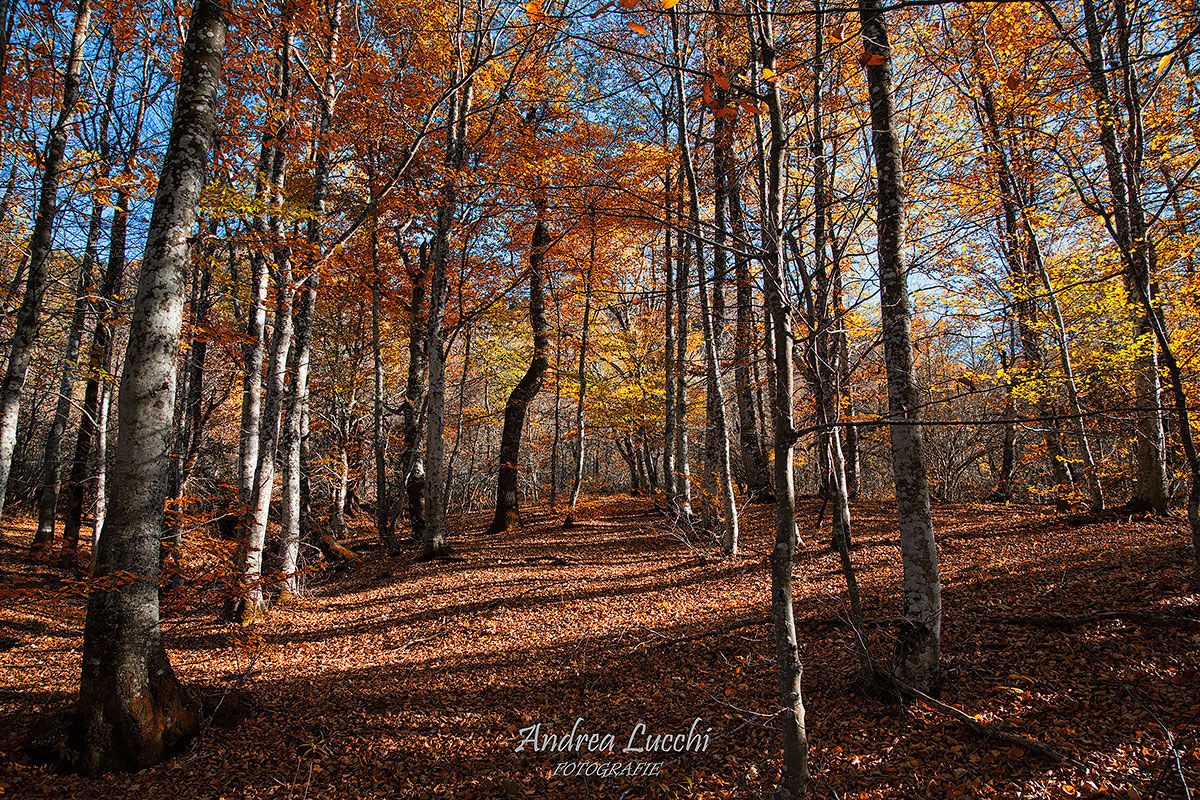 ultime battute d' autunno al Fumaiolo
