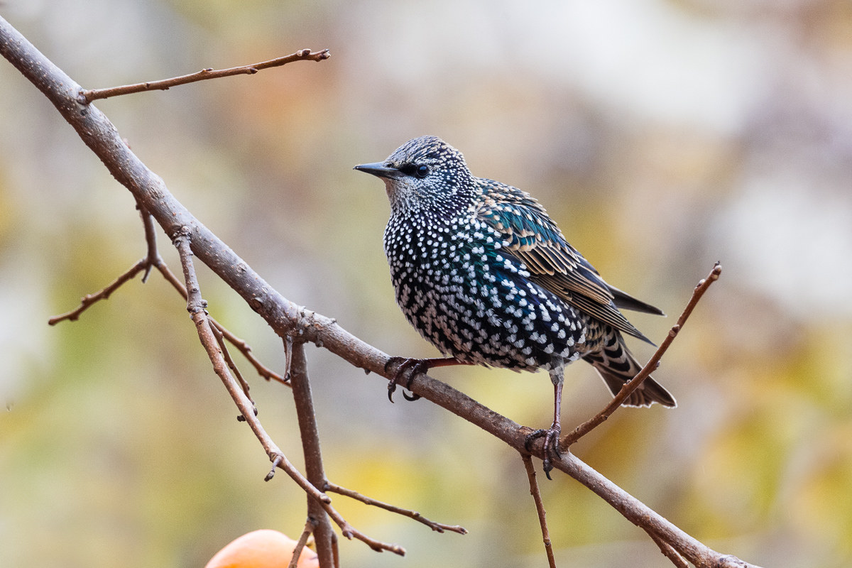 Common Sturnus (Sturnus vulgaris)
