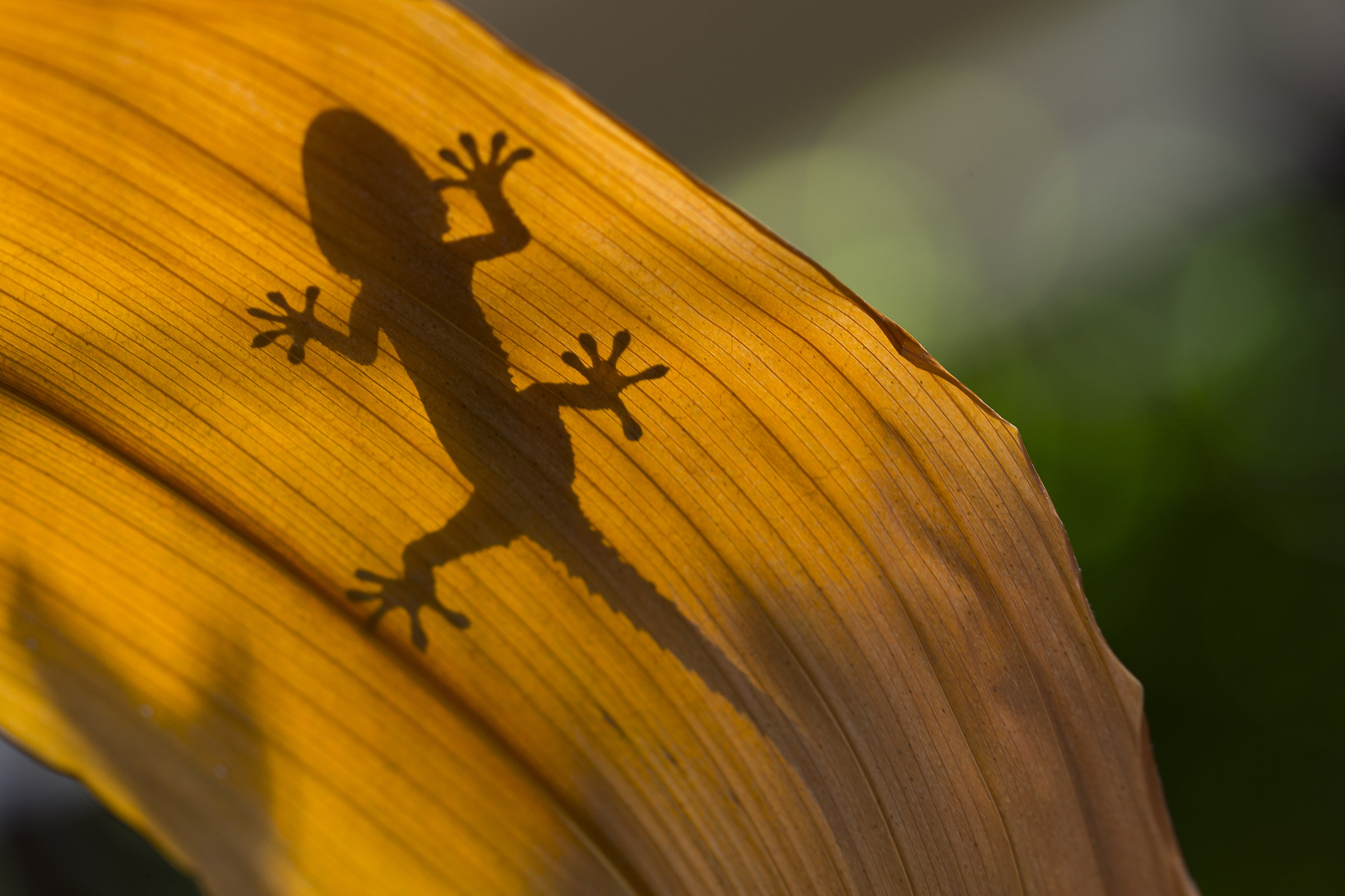 the gift of invisibility .... he believes he :-)