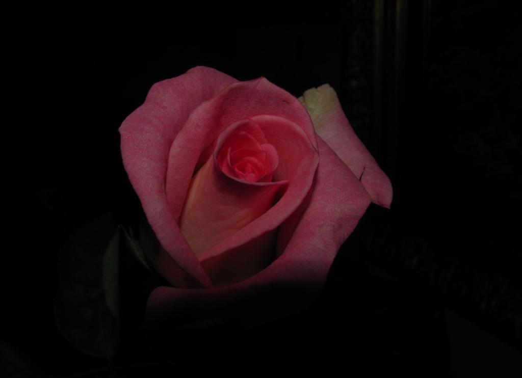 Il fiore perfetto non esiste.....