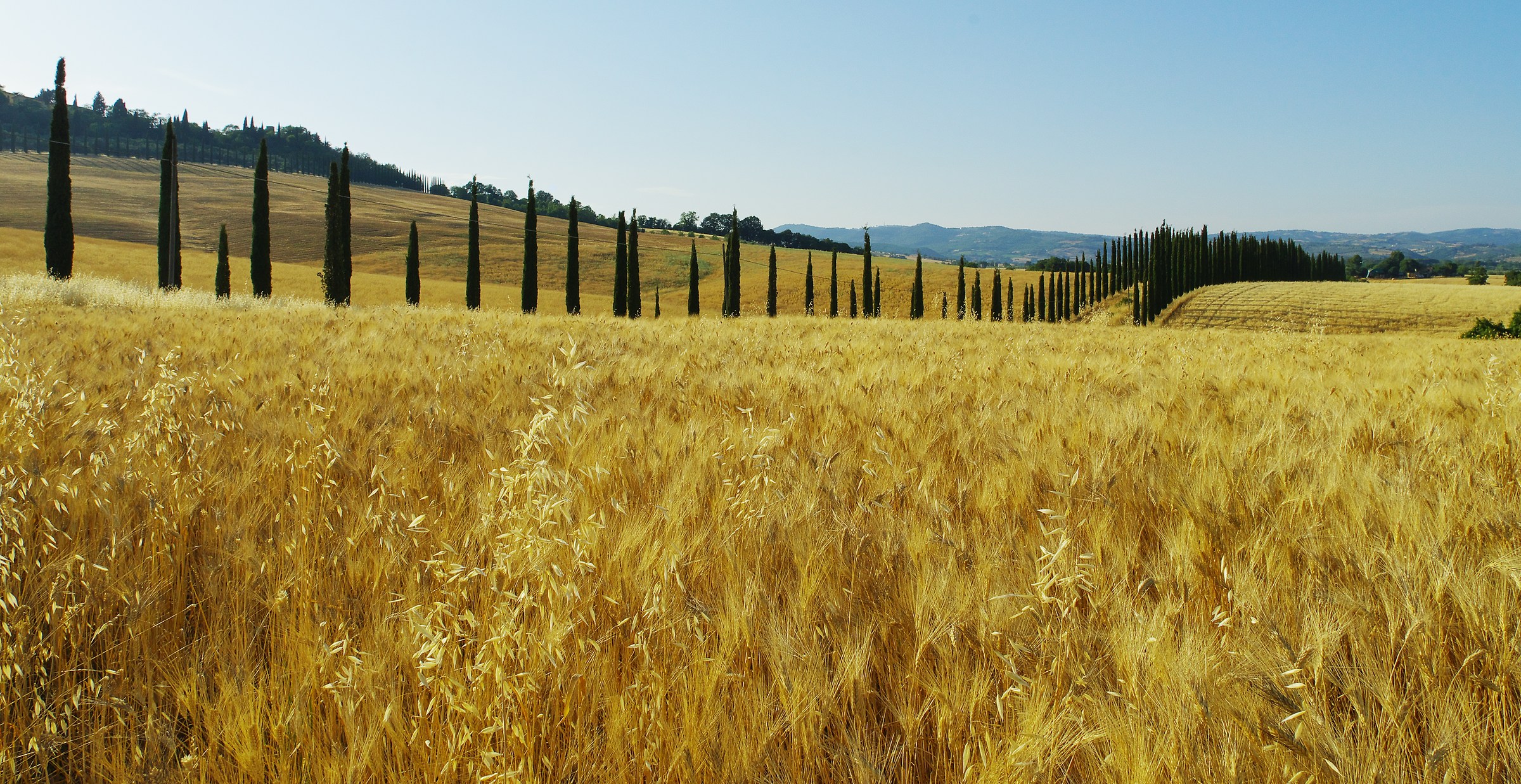 Wheat wave and cypresses