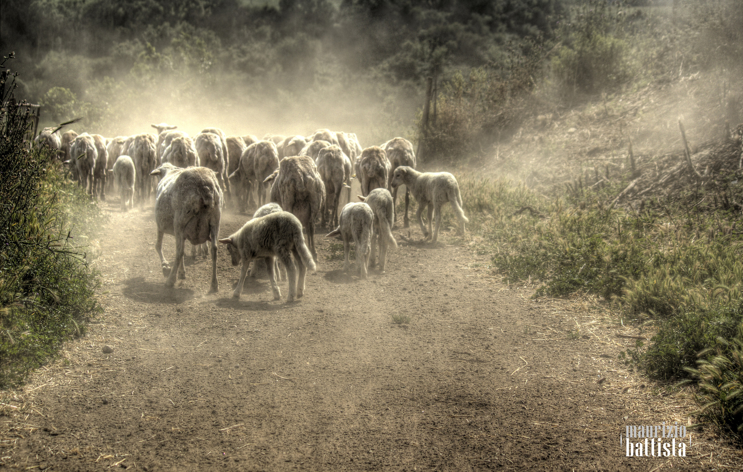 Gregge e polvere