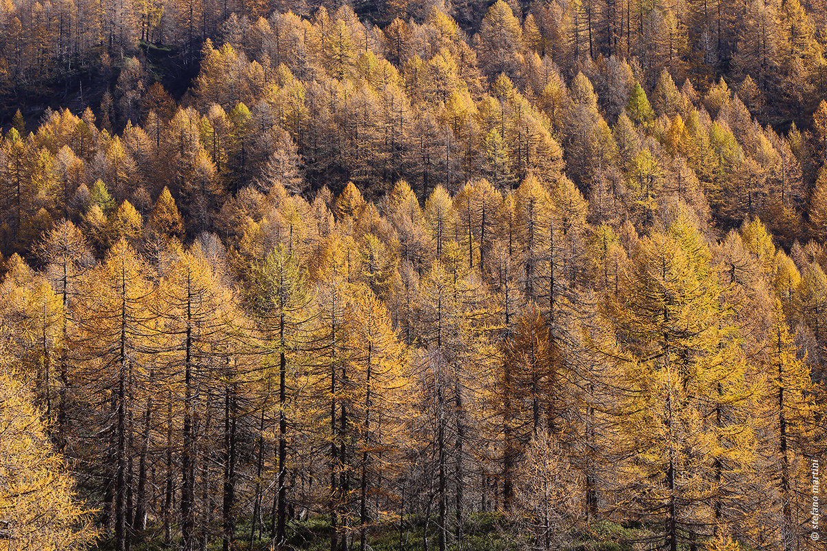 Autumn to the alpine