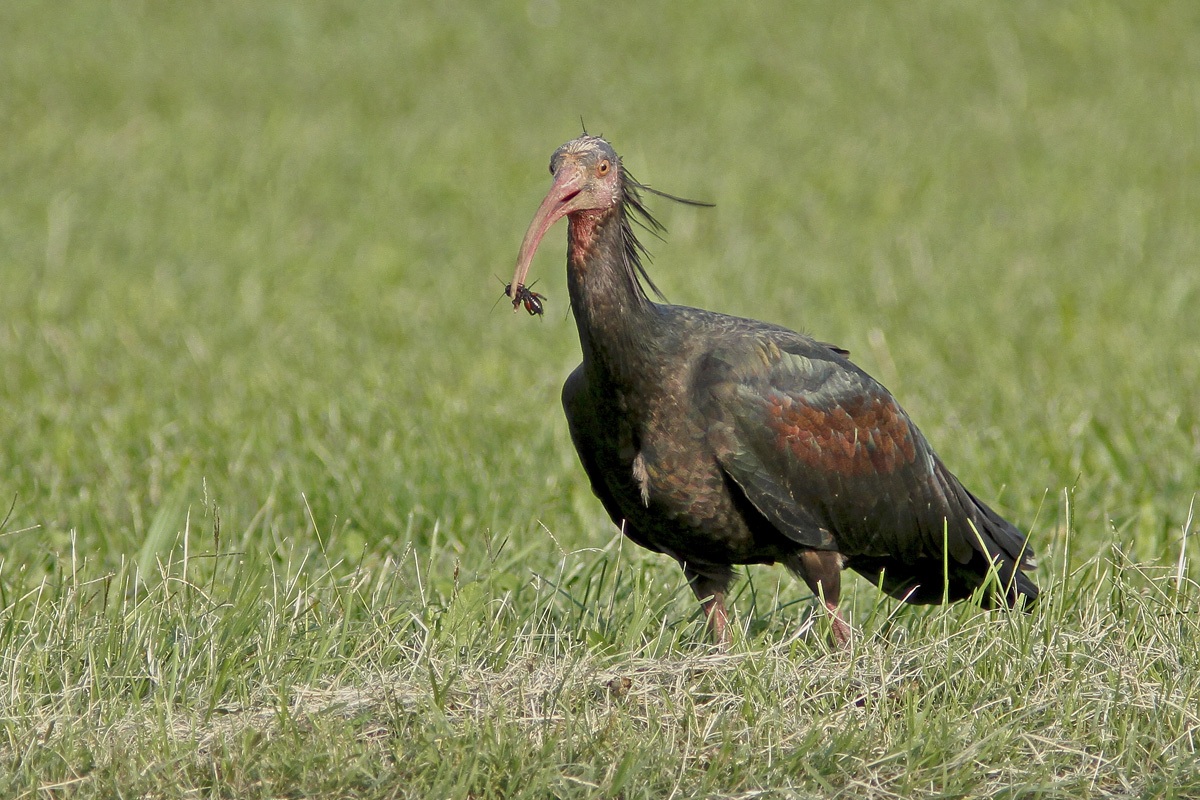 ibis eremita