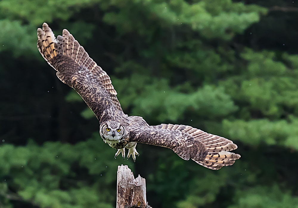 Great Horned Owl