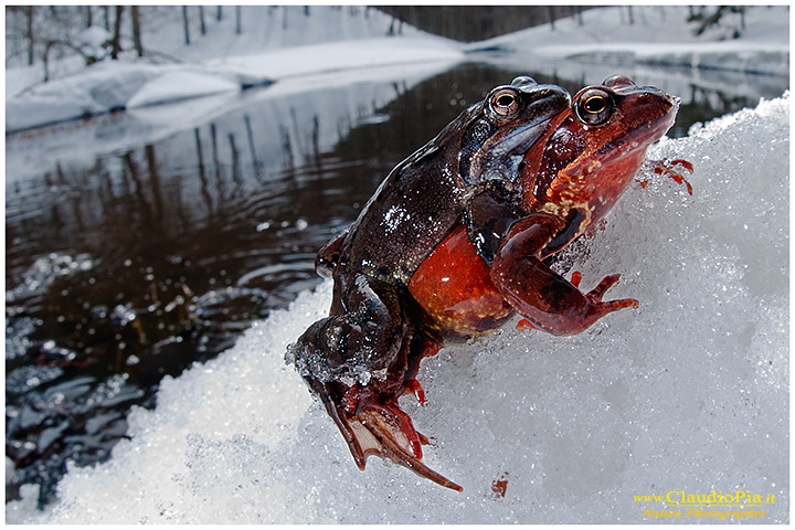 Rana temporaria nel periodo della deposizione