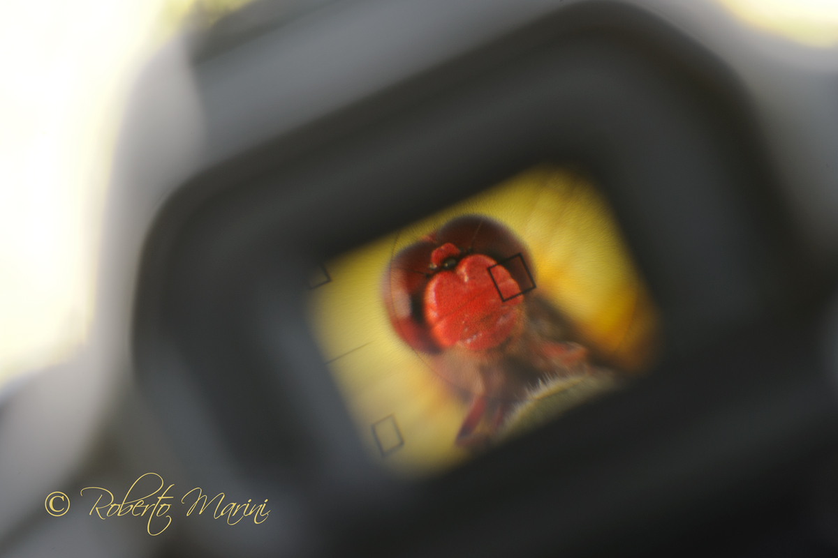macro from the viewfinder