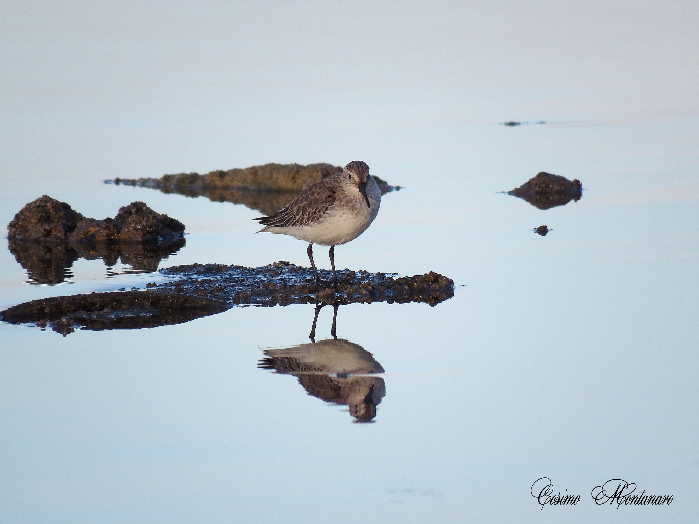 Piovanello pancianera