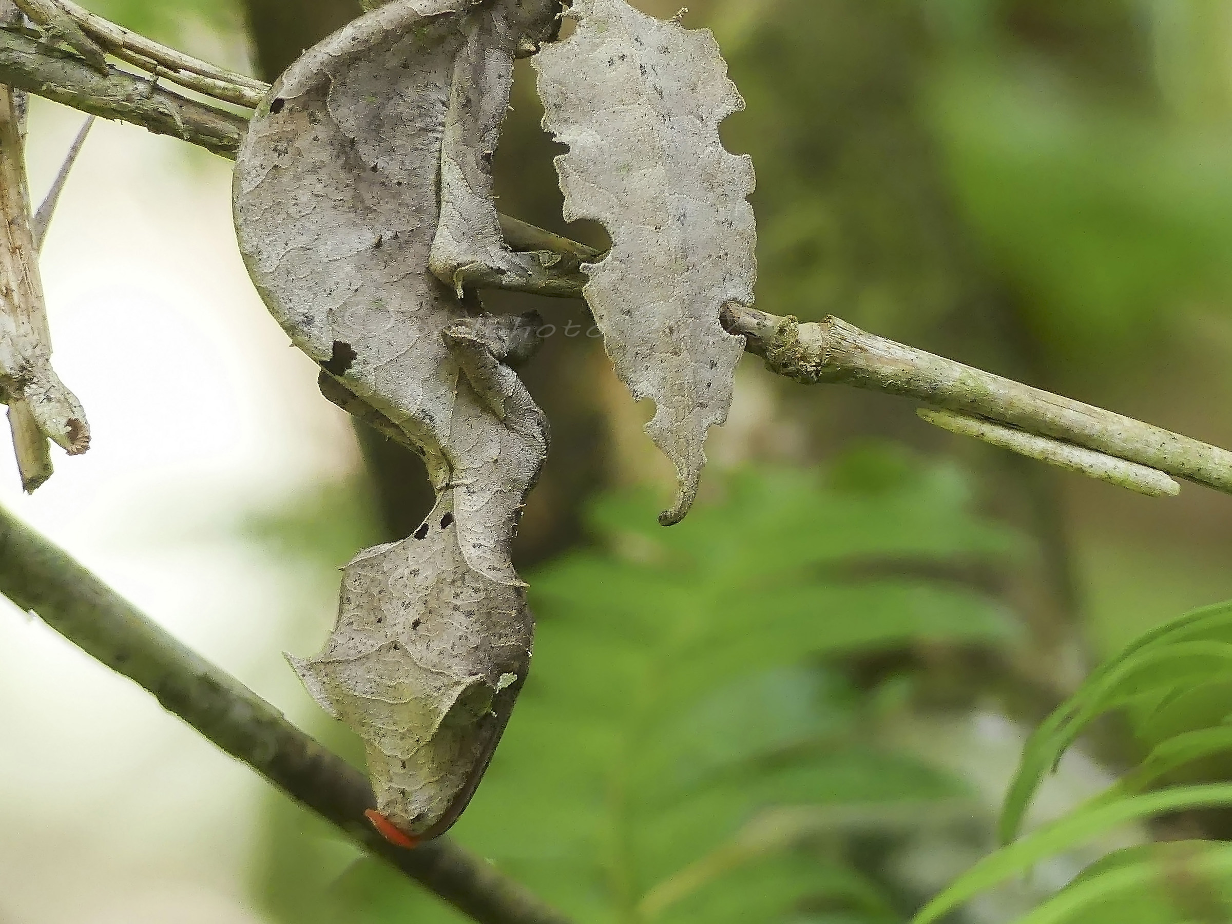 Geco "coda foglia" n. 2