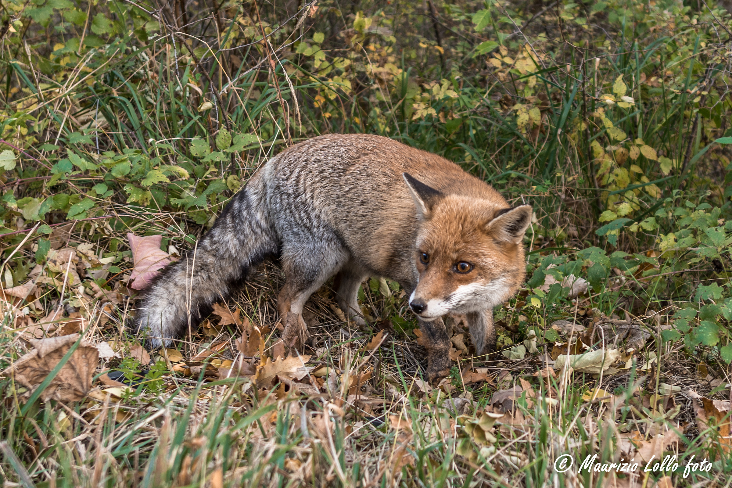Volpe ... incontrata per strada