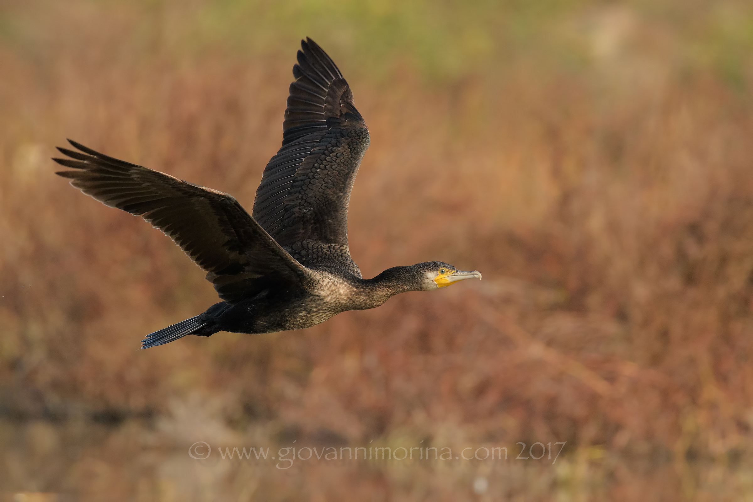 Cormorano