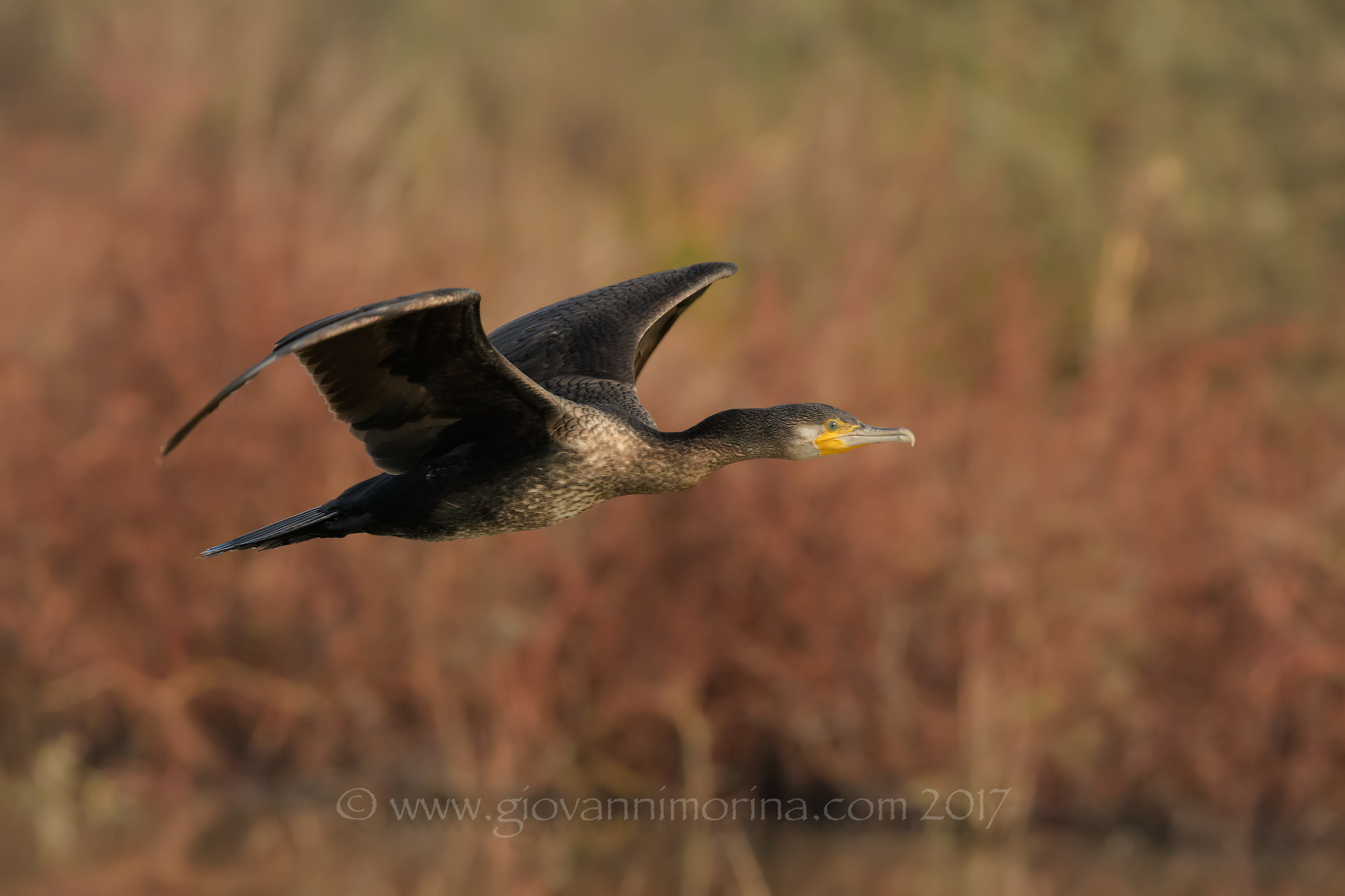 Cormorano