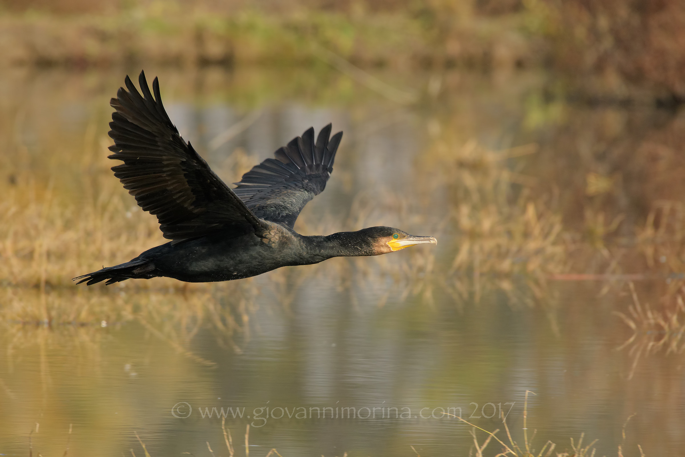 Cormorano
