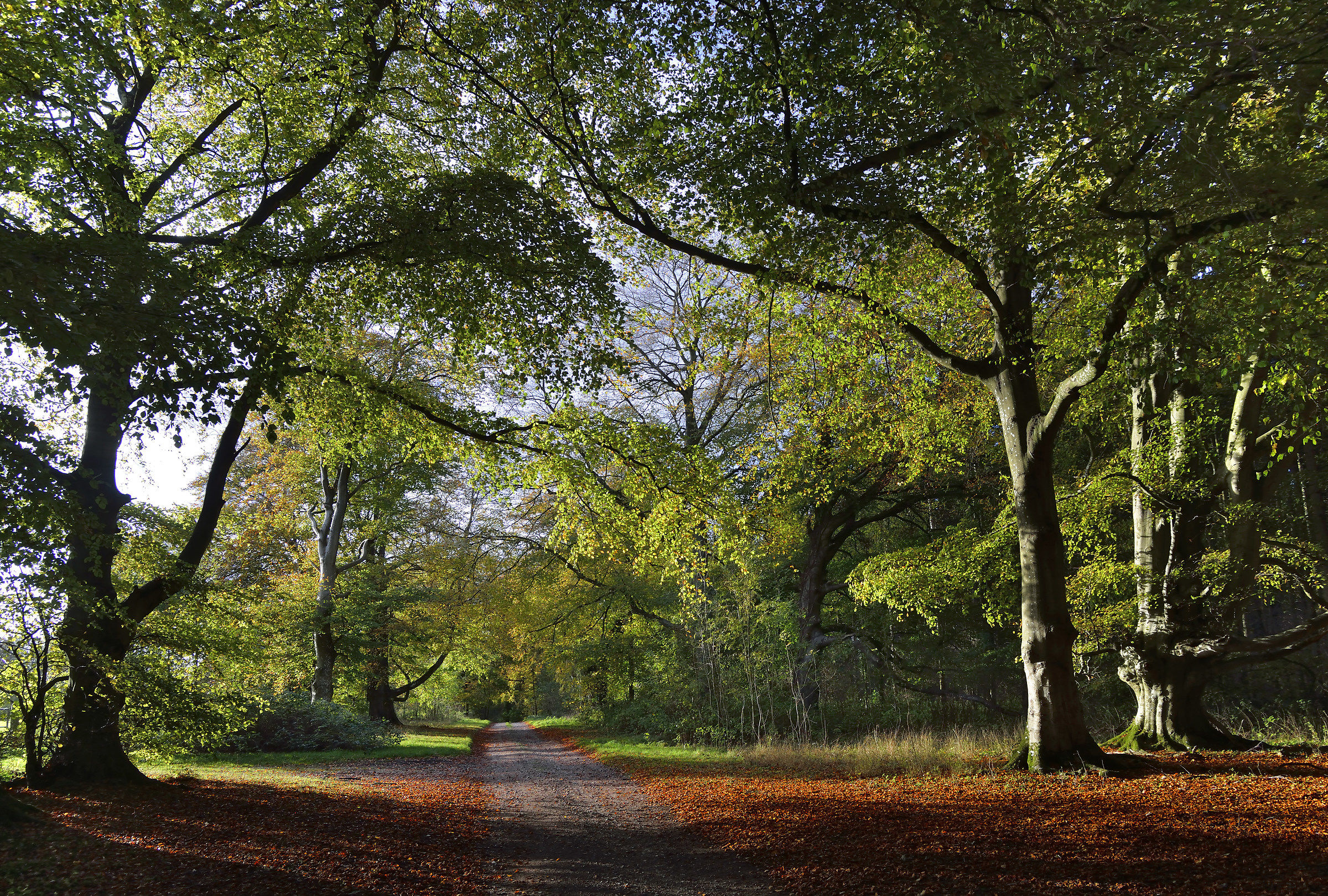Wiltshire Woodland - Colore, 2017