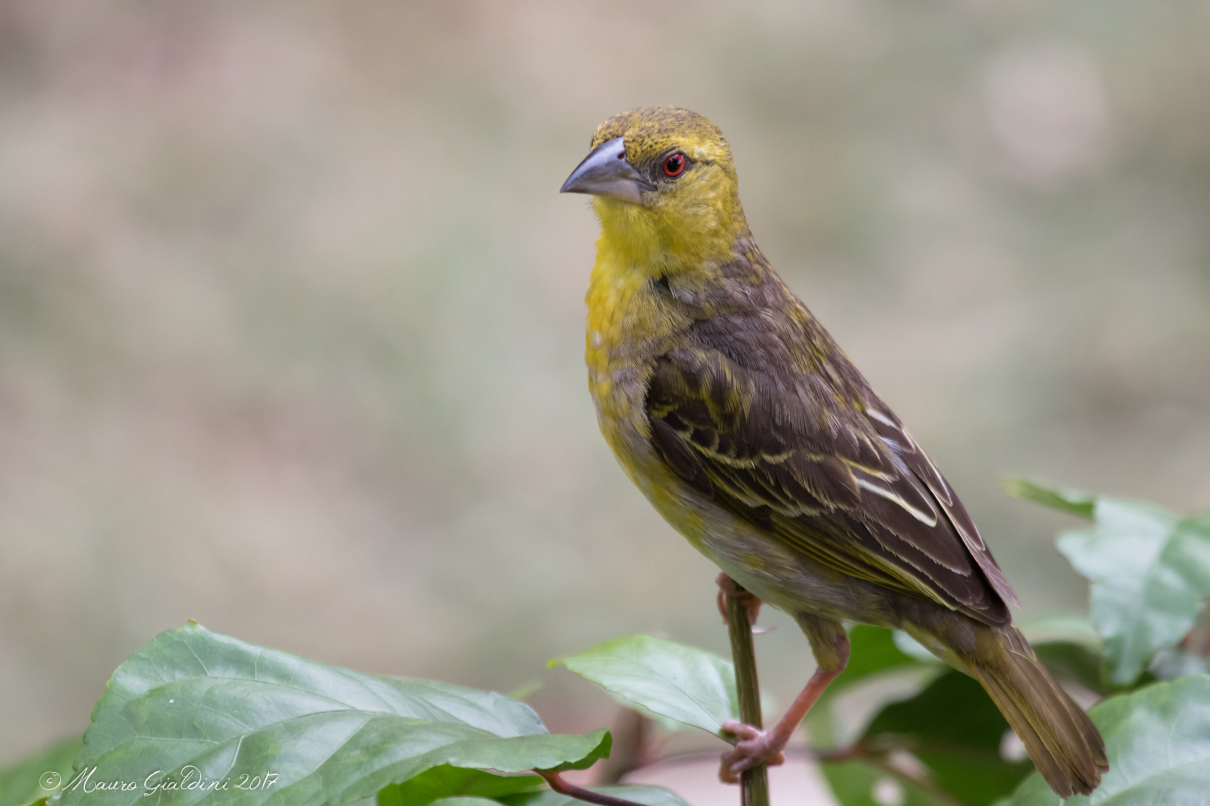 Tessitore gendarme femmina (Ploceus cucullatus)