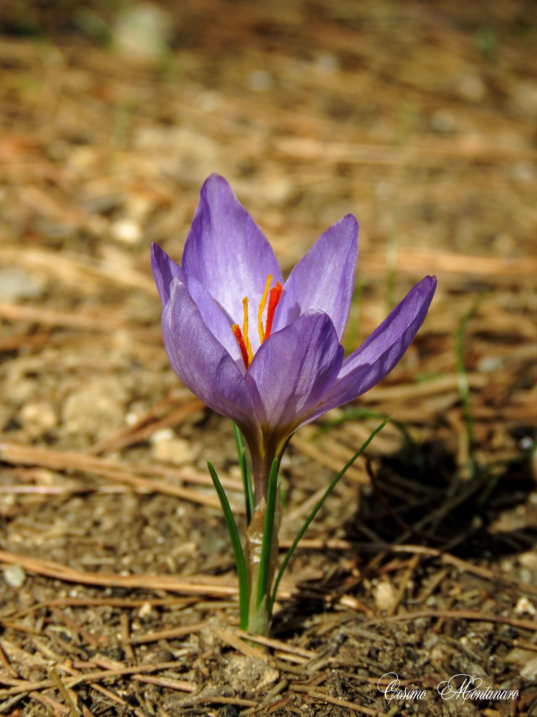 Crocus thomasii Ten.