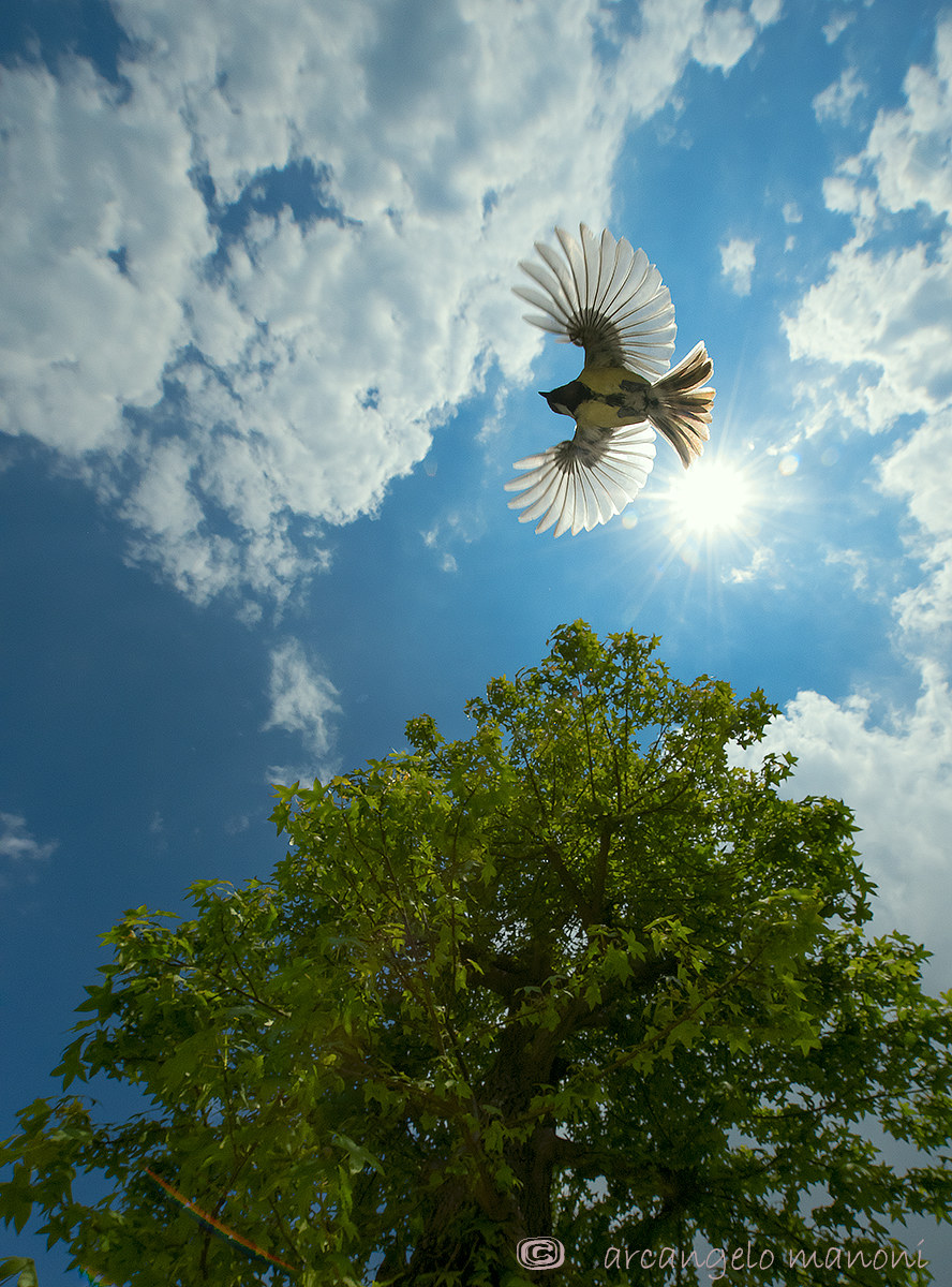 I would fly up there with you ... to the sun ...