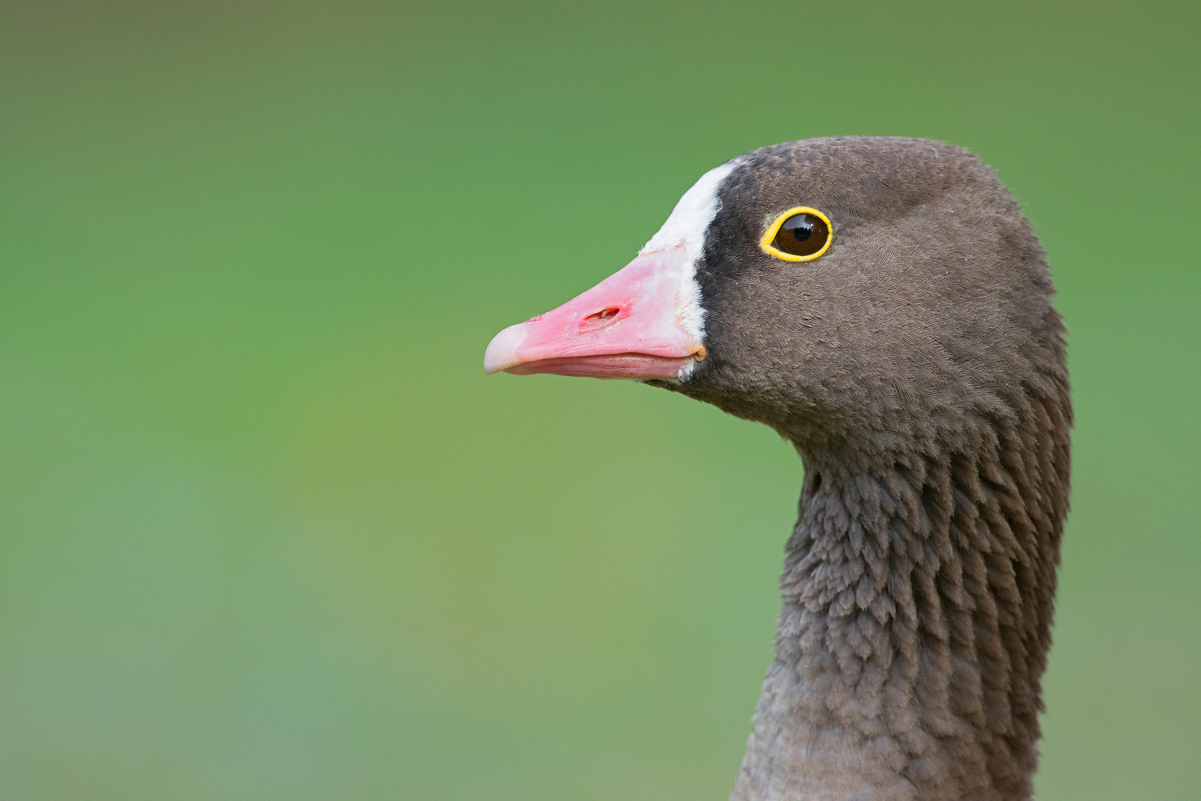 oca lombaredella minore
