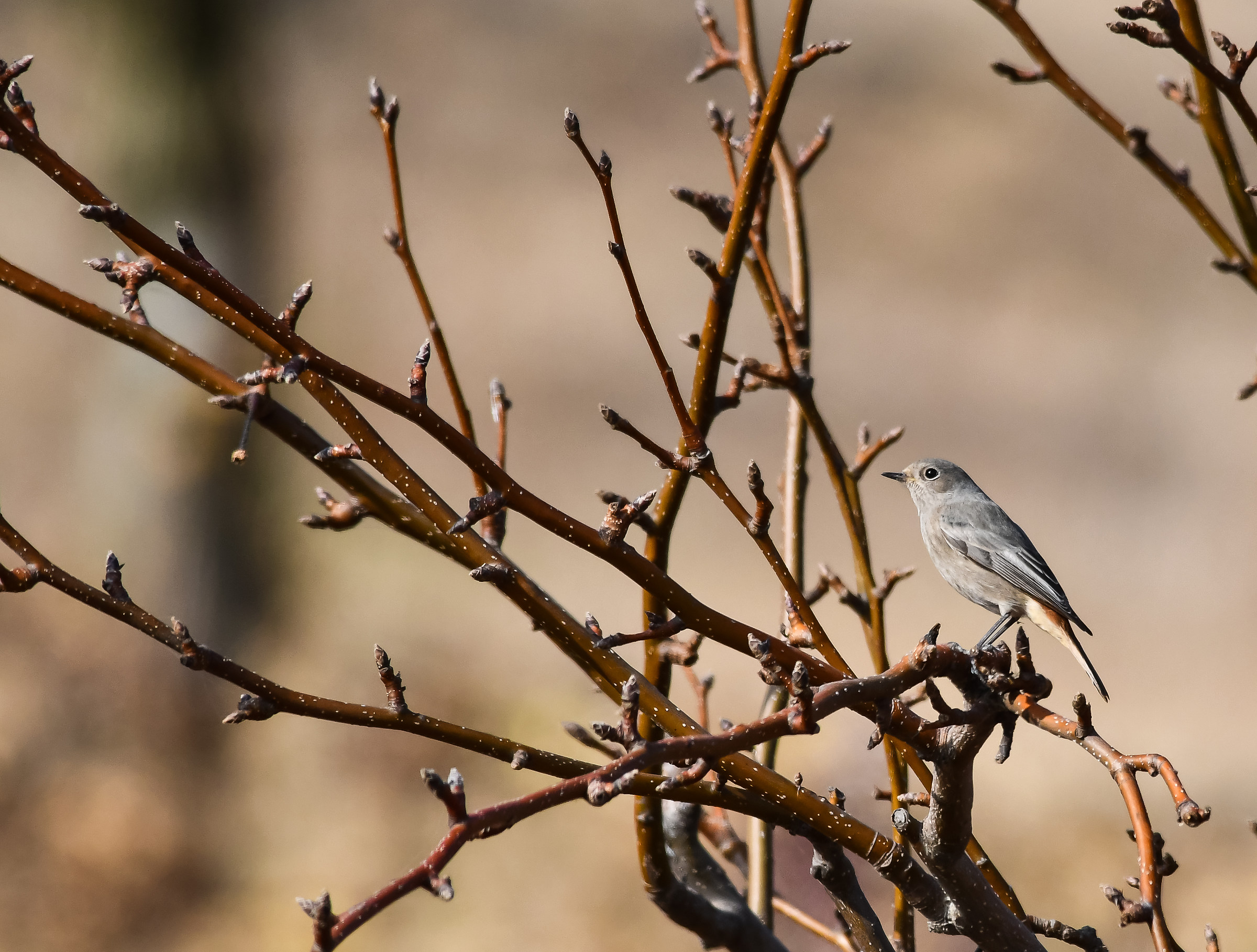 Codirosso spazzacamino