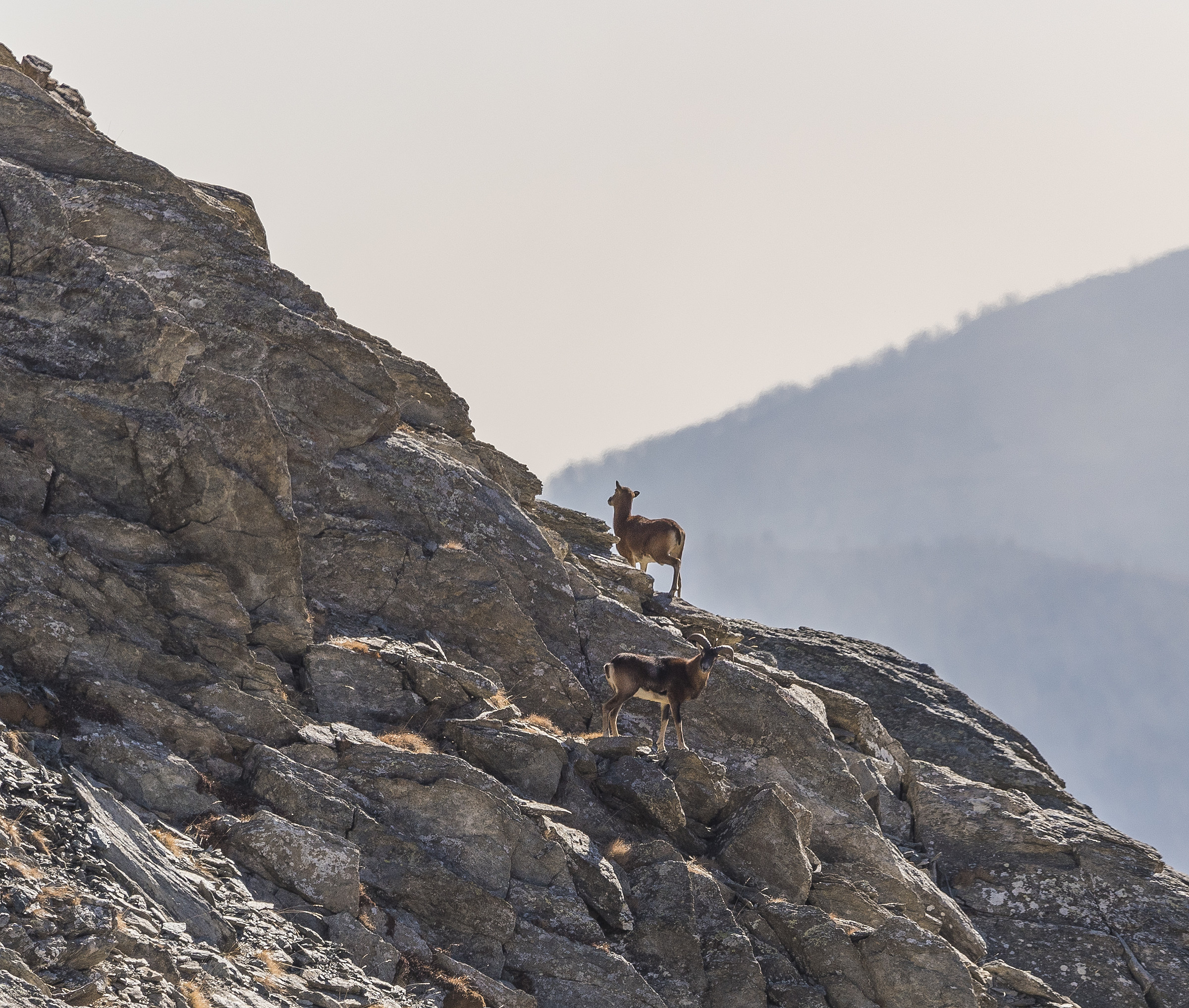 Coppia di Mufloni