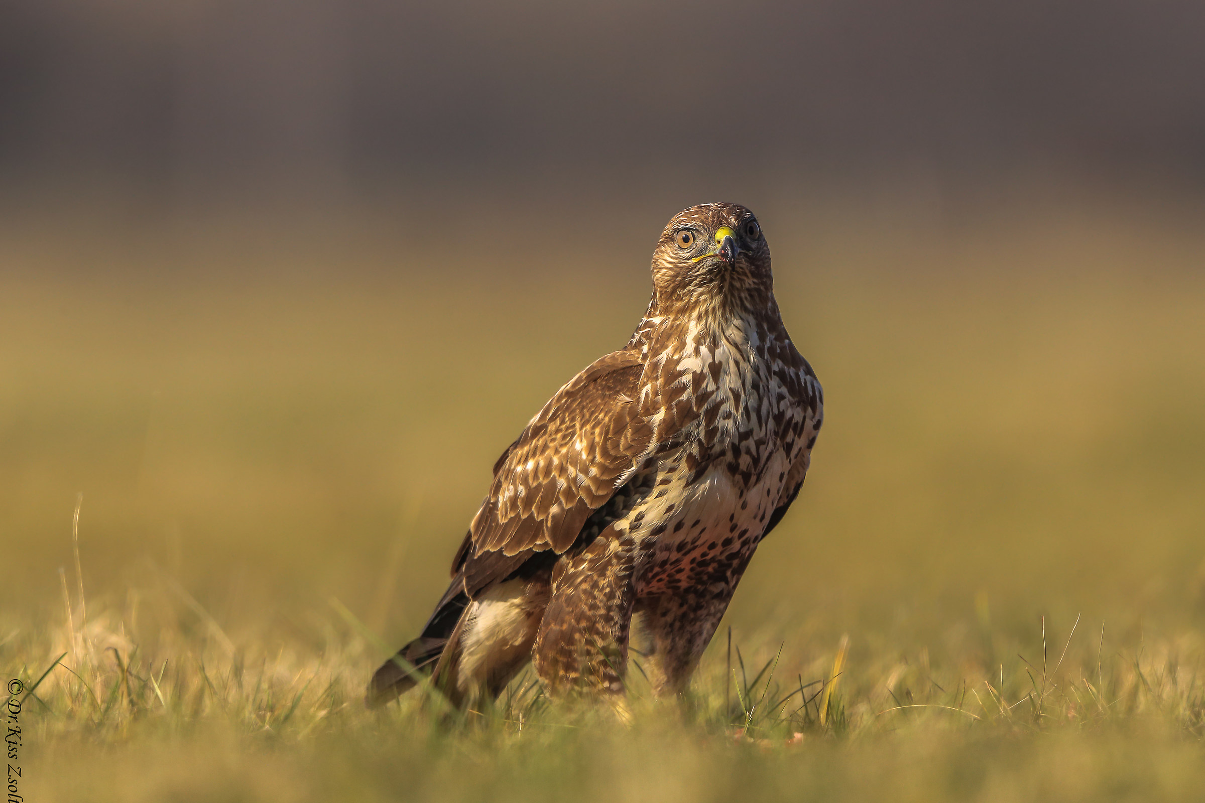 Alimentazione della buzzard