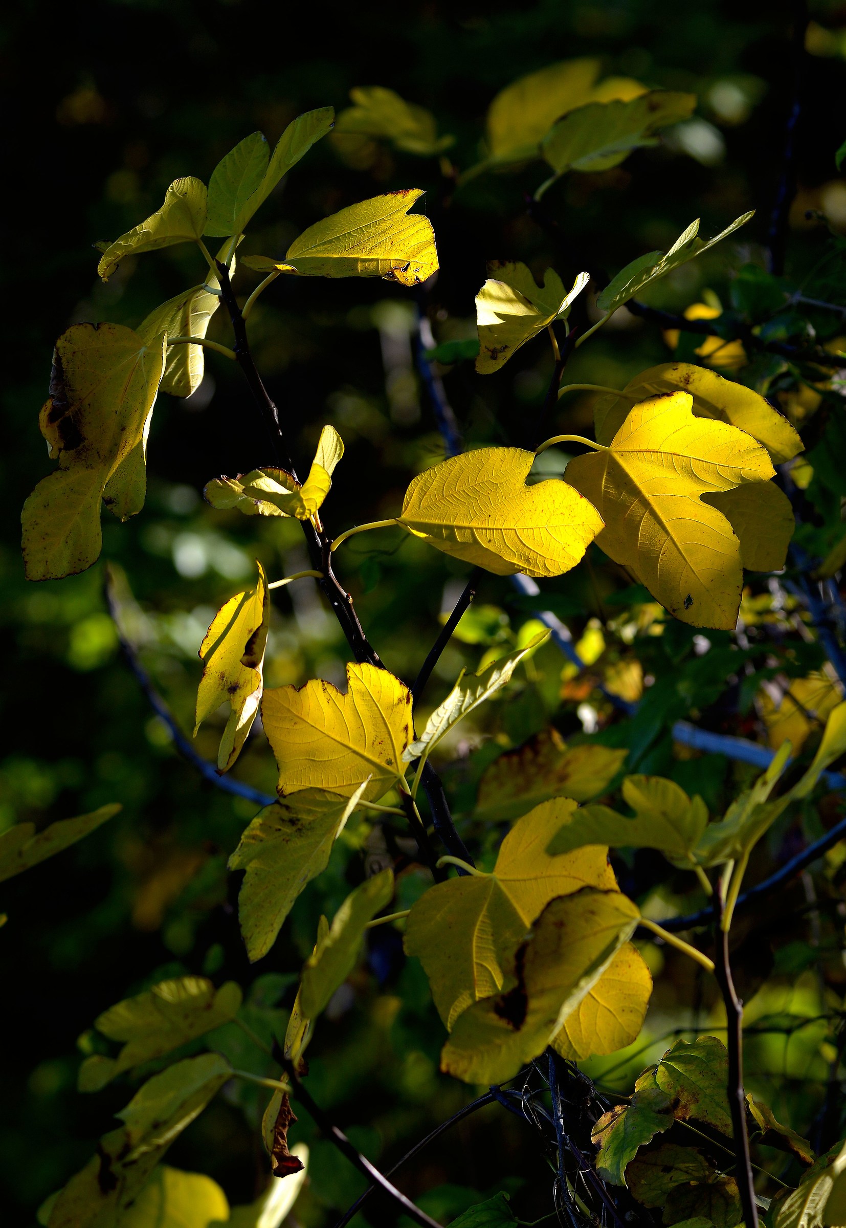 Roll away from the Wind