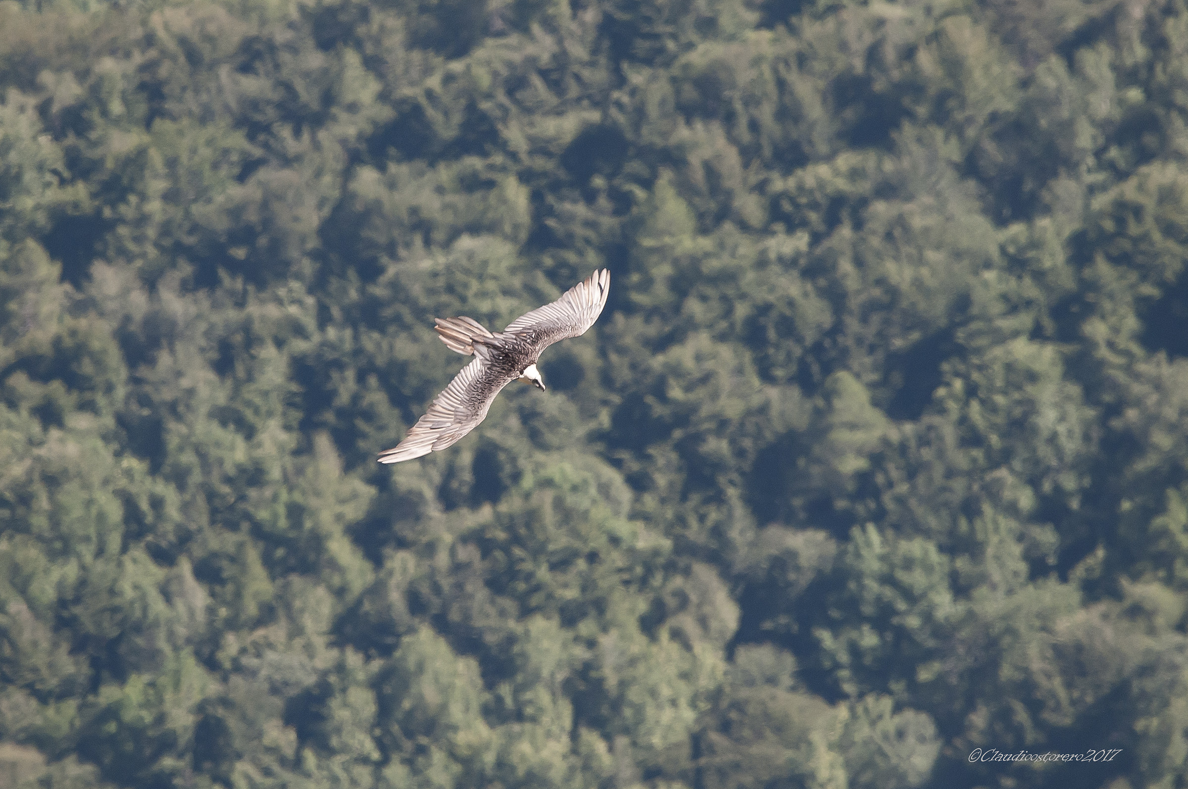 Palanfrè...( Gipeto femmina )