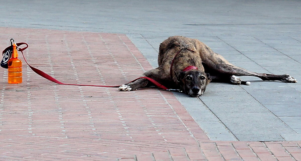 Questa e' l'ultima!Giuro!