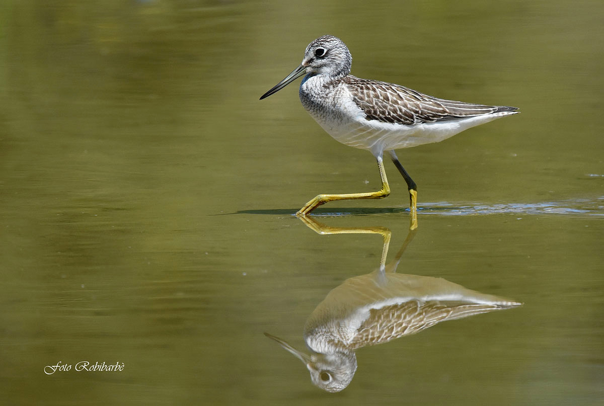 The Reflected Pantana ...