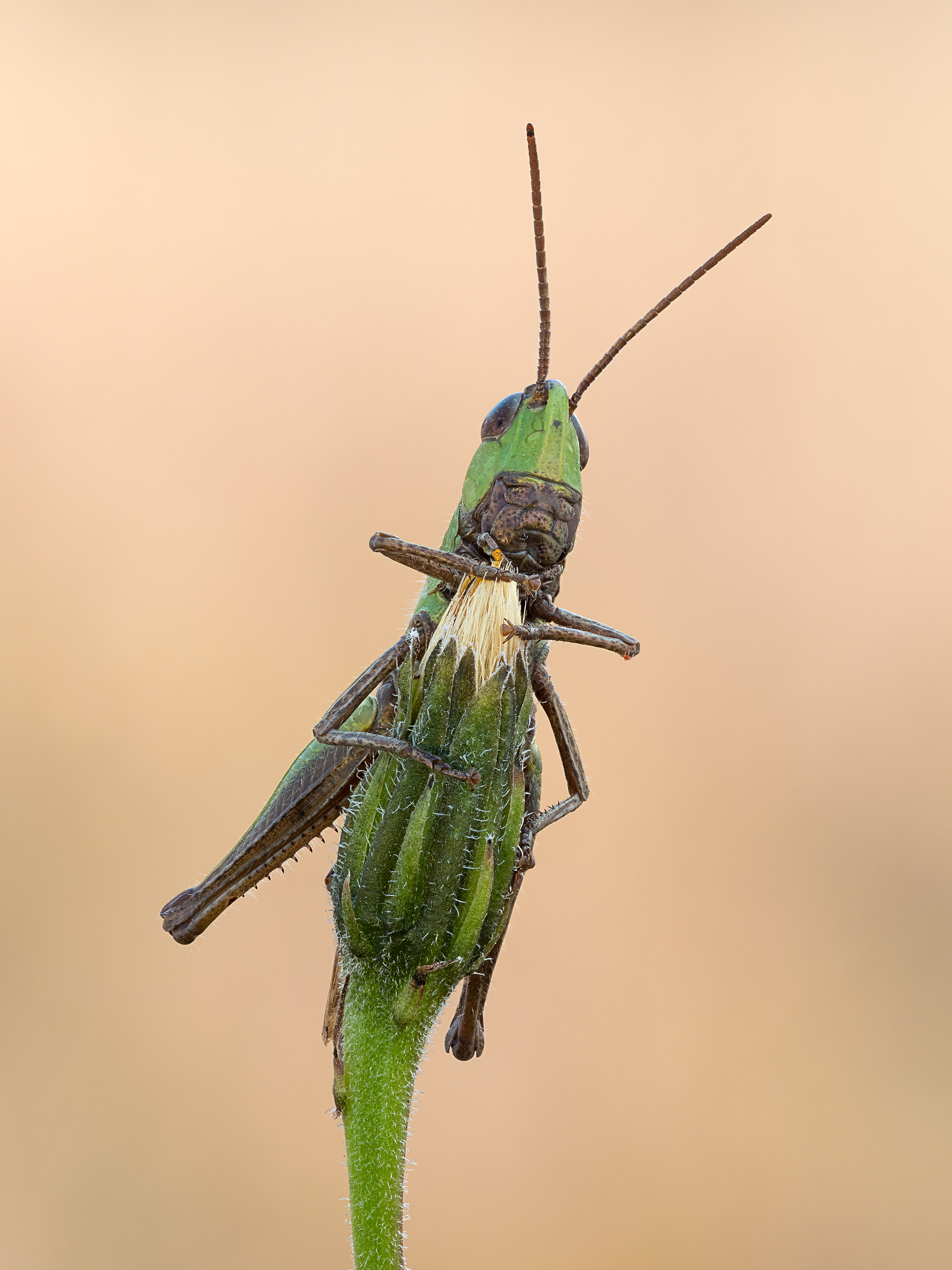 Chorthippus parallelus