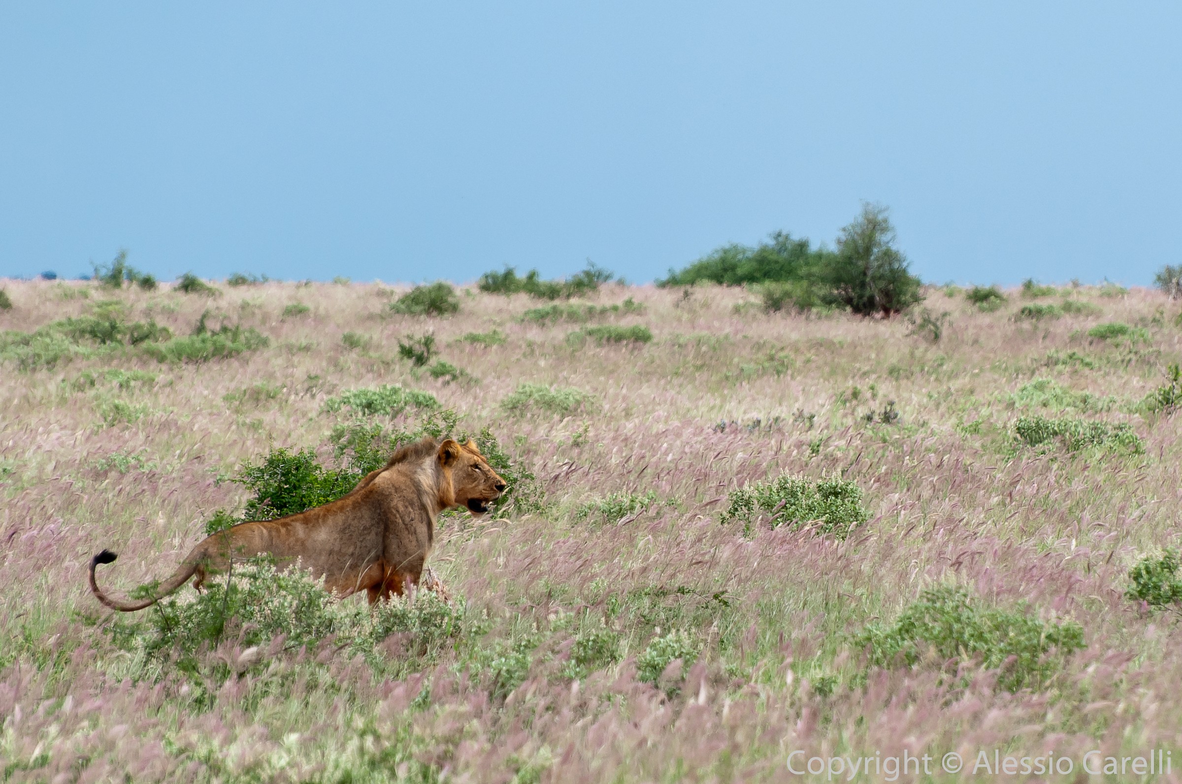 Lion without mane - Tsavo West