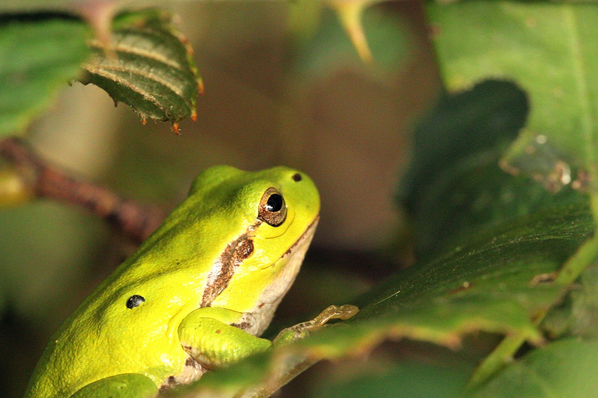 lonely tree frog