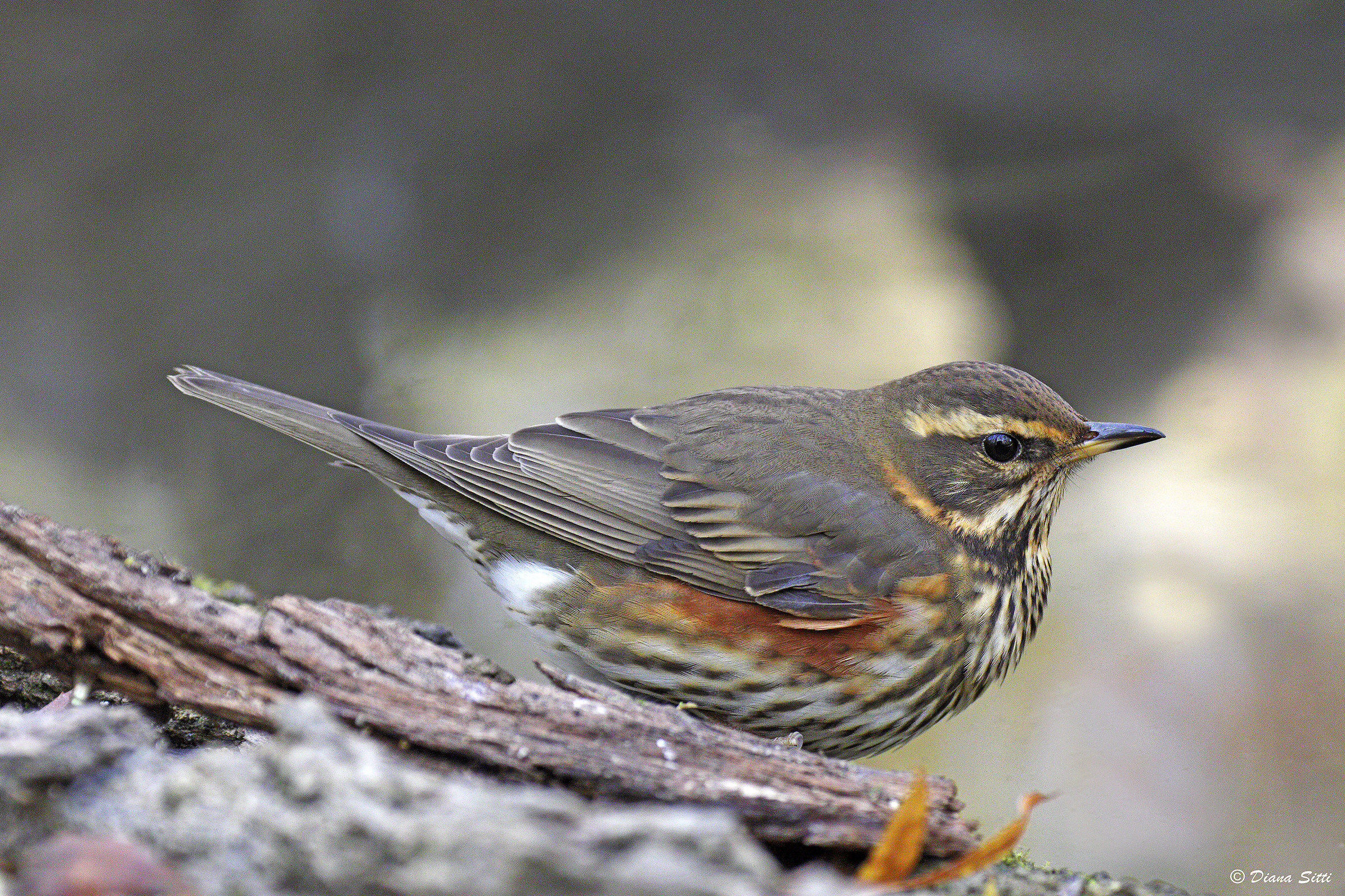 Tordo sassello - Turdus iliacus